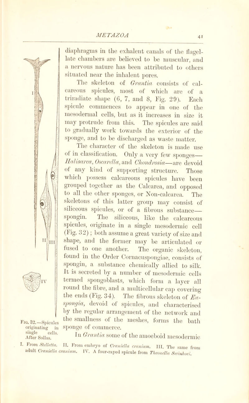 4i Fig. 32.—Spicules originating in single cells. After Sollas. diaphragms in the exhalent canals of the flagel¬ late chambers are believed to be muscular, and a nervous nature has been attributed to others situated near the inhalent pores. The skeleton of Grantici consists of cal¬ careous spicules, most of which are of a triradiate shape (6, 7, and 8, Fig. 29). Each spicule commences to appear in one of the mesodermal cells, but as it increases in size it may protrude from this. The spicules are said to gradually work towards the exterior of the sponge, and to lie discharged as waste matter. 1 he character of the skeleton is made use of in classification. Only a very few sponges— Halisarca, Oscar Ala, and Chondrosia—are devoid of any kind of supporting structure. Those which possess calcareous spicules have been grouped together as the Calcarea, and opposed to all the other sponges, or Non-calcarea. The skeletons of this latter group may consist of siliceous spicules, or of a fibrous substance— spongin. The siliceous, like the calcareous spicules, originate in a single mesodermic cell (Fig. 32); both assume a great variety of size and shape, and the former may be articulated or iused to one another. The organic skeleton, found in the Order Cornacuspongiae, consists of spongin, a substance chemically allied to silk. It is secreted by a number of mesodermic cells termed spongoblasts, which form a layer all round the fibre, and a multicellular cap covering the ends (Fig. 34). The fibrous skeleton of Ea- spongia, devoid of spicules, and characterised by the regular arrangement of the network and the smallness of the meshes, forms the bath sponge of commerce. In 0) ct/Vtia some of the amoeboid mesodermic I. From SteUetta. II. From embryo of Craniella cranium. III. The same from adult Craniella cranium. IV. A four-rayed spicule from Theonella Swinhoei.