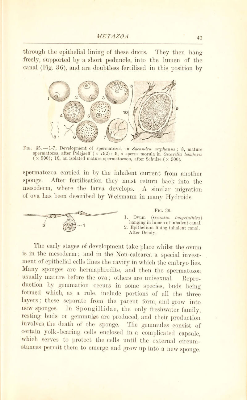 through the epithelial lining of these ducts. They then hang freely, supported by a short peduncle, into the lumen of the canal (Fig. 36), and are doubtless fertilised in this position by Fig. 35.—1-/, Development of spermatozoa in Sycandra raphctnus; 8, mature spermatozoa, after Polejaeff (x 792) ; 9, a sperm morula in Oscarella lobularis ( x 500); 10, an isolated mature spermatozoon, after Schulze ( x 500). spermatozoa carried in by the inhalent current from another sponge. After fertilisation they must return back into the mesoderm, where the larva develops. A similar migration of ova has been described by Weismann in many Hydroids. Fig. 36. 1. Ovum (Orantia labyrinthica) hanging in lumen of inhalent canal. 2. Epithelium lining inhalent canal. After Dendy. The early stages of development take place whilst the ovum is in the mesoderm; and in the N’on-calcarea a special invest¬ ment of epithelial cells lines the cavity in which the embryo lies. Many sponges are hermaphrodite, and then the spermatozoa usually mature before the ova; others are unisexual. Repro¬ duction by gemmation occurs in some species, buds being formed which, as a rule, include portions of all the three layers; these separate from the parent form, and grow into new sponges. In Spongillidae, the only freshwater family, resting buds or gemmulgs are produced, and their production involves the death of the sponge. The gemmules consist of certain yolk-bearing cells enclosed in a complicated capsule, which serves to protect the cells until the external circum¬ stances permit them to emerge and grow up into a new sponge.