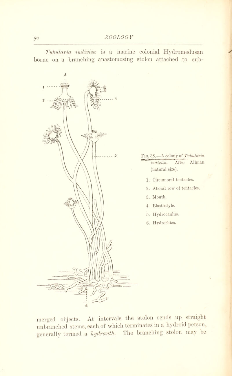 5° Tubularia indivisa is a marine colonial Hydromedusan borne on a branching anastomosing stolon attached to sub- 3 6 Fig. 38.—A colony of Tubularia indivisa. After Allman (natural size). 1. Circumoral tentacles. 2. Aboral row of tentacles. 3. Mouth. 4. Blastostyle. 5. Hydrocaulus. 6. Hydrorliiza. merged objects. At intervals the stolon sends up straight unbranched stems, each of which terminates in a bydroid person, generally termed a hydranth. The branching stolon may be