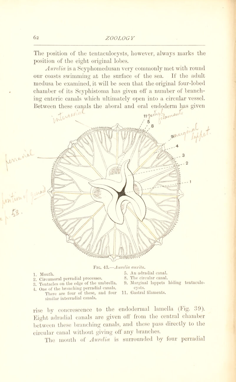 Fig. 43.—Aurelia aurita. 1 Mouth. 5. An adradial canal. 2. G'ireumoral perradial processes. 8. The circular canal. 3! Tentacles on the edge of the umbrella. 9. Marginal lappets hiding tentaculo- 4. One of the branching perradial canals. cysts. There are four of these, and four 11. Gastral filaments, similar interradial canals. rise by concrescence to the endodermal lamella (Fig. 39). Eight adradial canals are given off from the central chamber between these branching canals, and these pass directly to the circular canal without giving off any branches. The mouth of Aurelia is surrounded by four perradial The position of the tentaculocysts, however, always marks the position of the eight original lobes. A urelia is a Scyphomedusan very commonly met with round our coasts swimming at the surface of the sea. If the adult medusa be examined, it will be seen that the original four-lobed chamber of its Scyphistoma has given off a number of branch¬ ing enteric canals which ultimately open into a circular vessel. Between these canals the aboral and oral endoderm has given