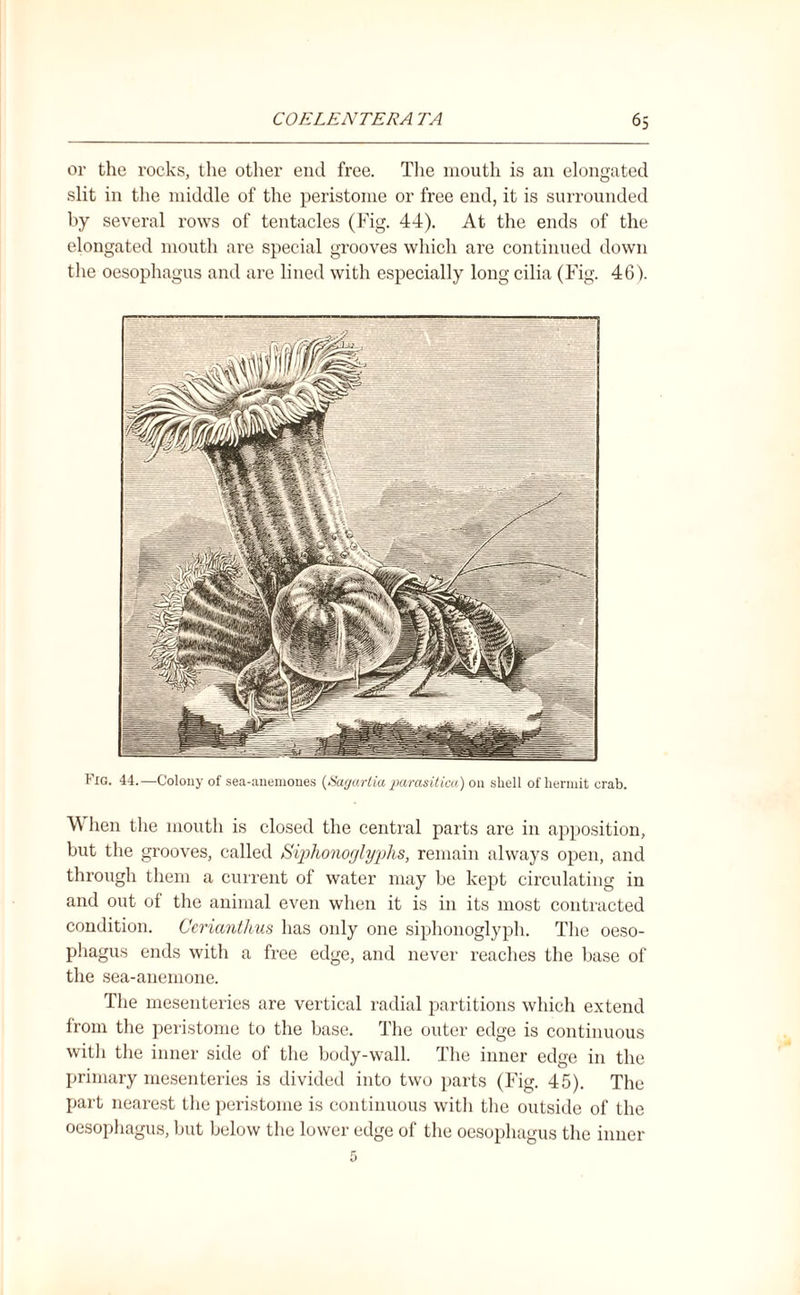 or the rocks, the other end free. The mouth is an elongated slit in the middle of the peristome or free end, it is surrounded by several rows of tentacles (Fig. 44). At the ends of the elongated mouth are special grooves which are continued down the oesophagus and are lined with especially long cilia (Fig. 46). Fig. 44.—Colony of sea-anemones (Sagartia parasitica) on shell of hermit crab. \\ hen the mouth is closed the central parts are in apposition, but the grooves, called Siphonoglyphs, remain always open, and through them a current of water may be kept circulating in and out of the animal even when it is in its most contracted condition. Cerianthus has only one siphonoglyph. The oeso¬ phagus ends with a free edge, and never reaches the base of the sea-anemone. The mesenteries are vertical radial partitions which extend from the peristome to the base. The outer edge is continuous with the inner side of the body-wall. The inner edge in the primary mesenteries is divided into two parts (Fig. 45). The part nearest the peristome is continuous with the outside of the oesophagus, but below the lower edge of the oesophagus the inner