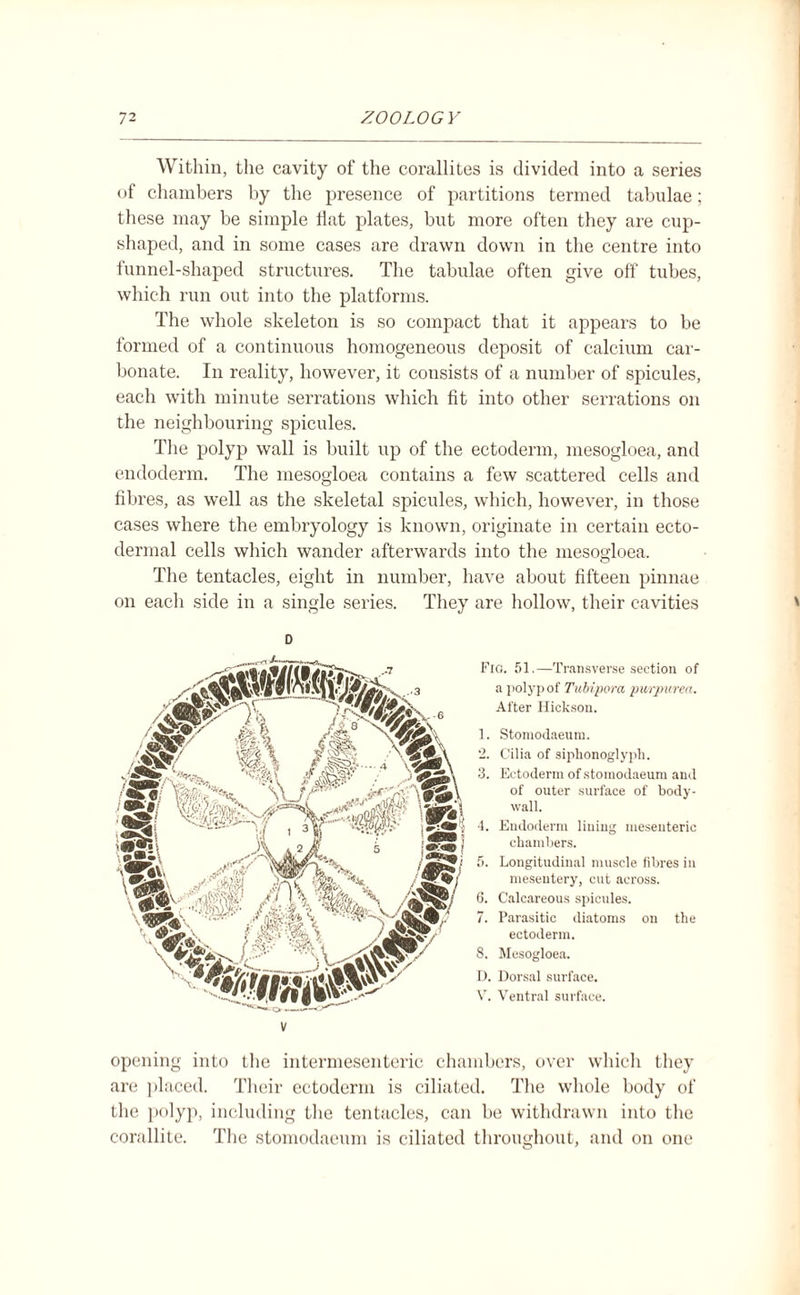 Within, the cavity of the corallites is divided into a series of chambers by the presence of partitions termed tabulae; these may be simple flat plates, but more often they are cup¬ shaped, and in some cases are drawn down in the centre into funnel-shaped structures. The tabulae often give off tubes, which run out into the platforms. The whole skeleton is so compact that it appears to be formed of a continuous homogeneous deposit of calcium car¬ bonate. In reality, however, it consists of a number of spicules, each with minute serrations which fit into other serrations on the neighbouring spicules. The polyp wall is built up of the ectoderm, mesogloea, and endoderm. The mesogloea contains a few scattered cells and fit ires, as well as the skeletal spicules, which, however, in those cases where the embryology is known, originate in certain ecto¬ dermal cells which wander afterwards into the mesogloea. The tentacles, eight in number, have about fifteen pinnae on each side in a single series. They are hollow, their cavities D Fig. 51.—Transverse section of a polyp of Tubipora purpurea. After Hickson. 1. Stomodaeum. 2. Cilia of siplionoglypli. 3. Ectoderm of stomodaeum and of outer surface of bodv- wall. 4. Endoderm lining mesenteric chambers. 5. Longitudinal muscle fibres in mesentery, cut across. 0. Calcareous spicules. 7. Parasitic diatoms on the ectoderm. 8. Mesogloea. D. Dorsal surface. V. Ventral surface. V opening into the intermesenteric chambers, over which they are placed. Their ectoderm is ciliated. The whole body of the polyp, including the tentacles, can be withdrawn into the corallite. The stomodaeum is ciliated throughout, and on one