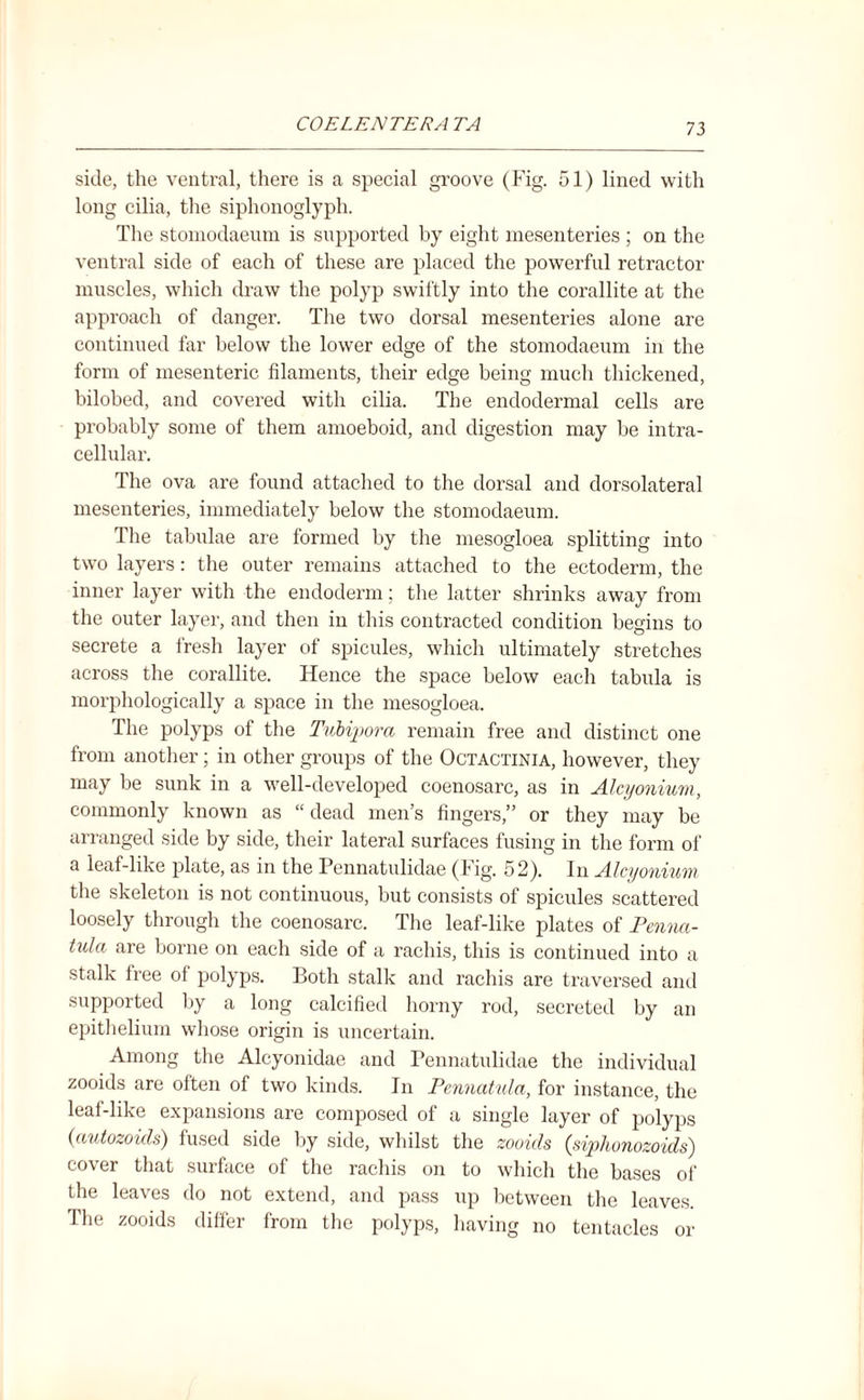 side, the ventral, there is a special groove (Fig. 51) lined with long cilia, the siphonoglyph. The stomodaeum is supported by eight mesenteries ; on the ventral side of each of these are placed the powerful retractor muscles, which draw the polyp swiftly into the corallite at the approach of danger. The two dorsal mesenteries alone are continued far below the lower edge of the stomodaeum in the form of mesenteric filaments, their edge being much thickened, bilobed, and covered with cilia. The endodermal cells are probably some of them amoeboid, and digestion may be intra¬ cellular. The ova are found attached to the dorsal and dorsolateral mesenteries, immediately below the stomodaeum. The tabulae are formed by the mesogloea splitting into two layers: the outer remains attached to the ectoderm, the inner layer with the endoderm; the latter shrinks away from the outer layer, and then in this contracted condition begins to secrete a fresh layer of spicules, which ultimately stretches across the corallite. Hence the space below each tabula is morphologically a space in the mesogloea. The polyps of the Tubiporci remain free and distinct one from another; in other groups of the Octactinia, however, they may be sunk in a well-developed coenosarc, as in Alcyonium, commonly known as “ dead men’s fingers,” or they may be arranged side by side, their lateral surfaces fusing in the form of a leaf-like plate, as in the Pennatulidae (Fig. 52). In Alcyonium the skeleton is not continuous, but consists of spicules scattered loosely through the coenosarc. The leaf-like plates of Penna- tula are borne on each side of a rachis, this is continued into a stalk free of polyps. Both stalk and rachis are traversed and supported by a long calcified horny rod, secreted by an epithelium whose origin is uncertain. Among the Alcyonidae and Pennatulidae the individual zooids are often of two kinds. In Pennatula, for instance, the leaf-like expansions are composed of a single layer of polyps (autozoicls) fused side by side, whilst the zooids (siphonozoids) co\cr that surface of the rachis on to which the bases of the leaves do not extend, and pass up between the leaves. The zooids differ from the polyps, having no tentacles or