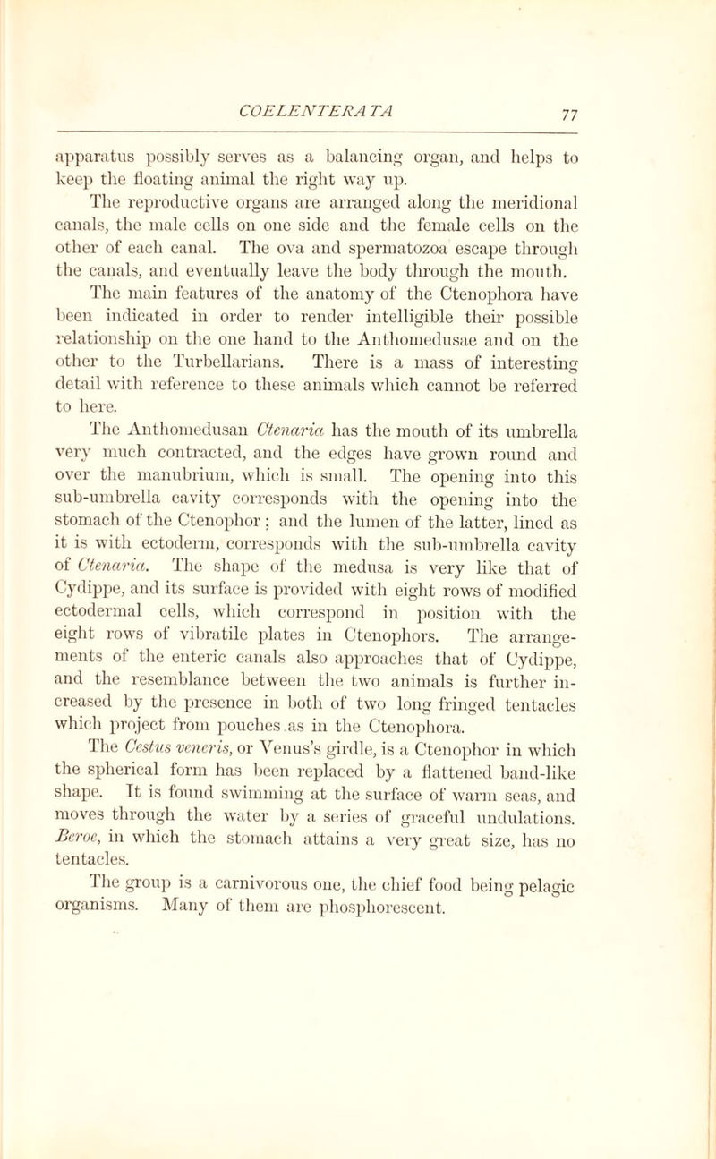apparatus possibly serves as a balancing organ, and helps to keep the floating animal the right way up. The reproductive organs are arranged along the meridional canals, the male cells on one side and the female cells on the other of each canal. The ova and spermatozoa escape through the canals, and eventually leave the body through the mouth. The main features of the anatomy of the Ctenophora have been indicated in order to render intelligible their possible relationship on the one hand to the Anthomedusae and on the other to the Turbellarians. There is a mass of interesting detail with reference to these animals which cannot be referred to here. The Anthomedusan Ctenaria has the mouth of its umbrella very much contracted, and the edges have grown round and over the manubrium, which is small. The opening into this sub-umbrella cavity corresponds with the opening into the stomach of the Ctenophor ; and the lumen of the latter, lined as it is with ectoderm, corresponds with the sub-umbrella cavity of Ctenaria. The shape of the medusa is very like that of Cydippe, and its surface is provided with eight rows of modified ectodermal cells, which correspond in position with the eight rows of vibratile plates in Ctenophors. The arrange¬ ments of the enteric canals also approaches that of Cydippe, and the resemblance between the two animals is further in¬ creased by the presence in both of two long fringed tentacles which project from pouches as in the Ctenophora. The Ccstus veneris, or Venus’s girdle, is a Ctenophor in which the spherical form has been replaced by a flattened band-like shape. It is found swimming at the surface of warm seas, and moves through the water by a series of graceful undulations. Beroe, in which the stomach attains a very great size, has no tentacles. 1 he group is a carnivorous one, the chief food being pelagic organisms. Many of them are phosphorescent.