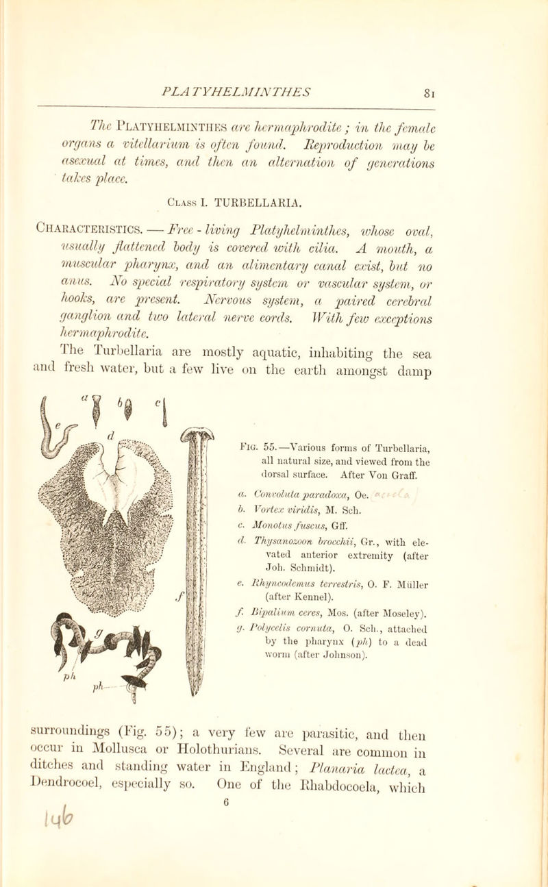 The Platyhelmintiies arc hermaphrodite ; in the female organs a vitcllariuvi is often found. Reproduction mag be asexual at times, and then an alternation of generations takes place. Class I. TURBELLARIA. Characteristics. — Free - living Platyhelmintiies, whose oval, usually flattened body is covered with cilia. A mouth, a muscular pharynx, and an alimentary caned exist, but no anus. No special respiratory system or vascular system, or hooks, are present. Nervous system, a paired cerebrcd ganglion and two lateral nerve cords. With few exceptions hermaphrodite. The Turbellaria are mostly aquatic, inhabiting the sea and tresh water, but a few live on the earth amongst damp Fig. 55.—Various forms of Turbellaria, all natural size, and viewed from the dorsal surface. After Von Graff. a. Convohita paradoxa, Oe. b. Vortex viriclis, M. Sell, e. Monotus fuscus, Gff. d. Thysanozoon brocchii, Gr., with ele¬ vated anterior extremity (after Joh. Schmidt). e. Rhyncodemus terrestris, 0. F. Muller (after Kennel). f. Bipalium ceres, Mos. (after Moseley). <j. Polycelis cornuta, 0. Sch., attached by the pharynx (ph) to a dead worm (after Johnson). surroundings (Fig. 55); a very few are parasitic, and then occur in Mollusca or Holothurians. Several are common in ditches and standing water in England; Planaria lactea, a Dendrocoel, especially so. One of the Rhabdocoela, which 6