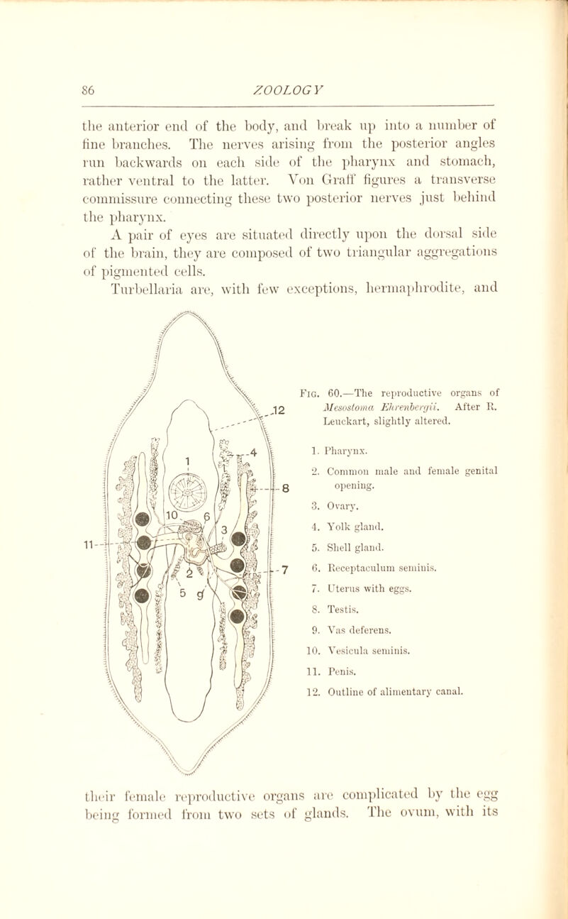 the anterior end of the body, and break up into a number of tine branches. The nerves arising from the posterior angles run backwards on each side of the pharynx and stomach, rather ventral to the latter. Von Graff figures a transverse commissure connecting these two posterior nerves just behind the pharynx. A pair of eyes are situated directly upon the dorsal side of the brain, they are composed of two triangular aggregations of pigmented cells. Turbellaria are, with few exceptions, hermaphrodite, and Fig. 60.—The reproductive organs of Mesostoma Ehreribergii. After R. Leuckart, slightly altered. 1. Pharynx. 2. Common male and female genital opening. 3. Ovary. 4. Yolk gland. 5. Shell gland. 6. Receptaeuluin seminis. 7. Uterus with eggs. 8. Testis. 9. Vas deferens. 10. Vesicula seminis. 11. Penis. 12. Outline of alimentary canal. their female reproductive organs are complicated by the egg being formed from two sets of glands. The ovum, with its