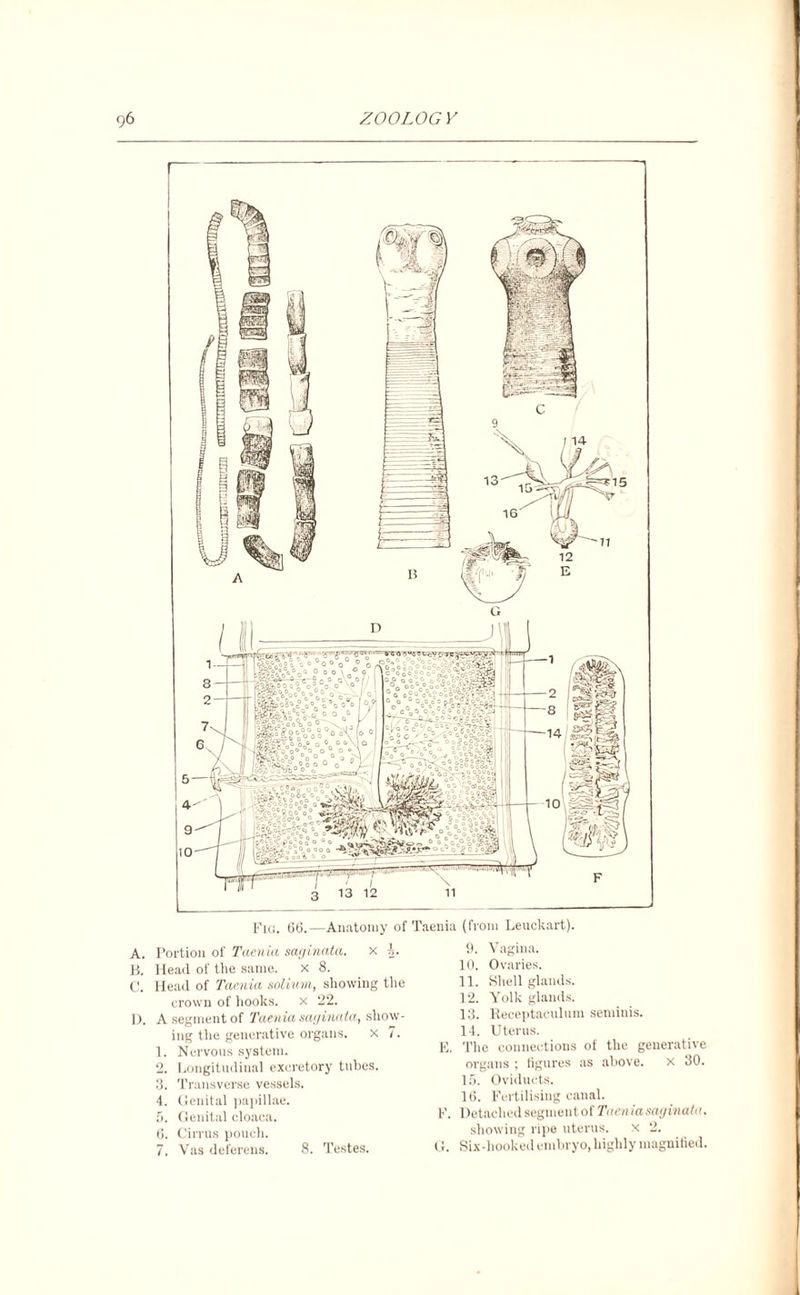 Fig. 66.—Anatomy of Taenia (from Leuckart). A. Portion of Taenia saginata. x i. B. Head of the same. x 8. C. Head of Taenia solium, showing the crown of hooks, x 22. D. A segment of Taenia saginata, show¬ ing the generative organs, x 7. 1. Nervous system. 2. Longitudinal excretory tubes. 3. Transverse vessels. 4. Genital papillae. 5. Genital cloaca. 6. Cirrus pouch. 7. Vas deferens. 8. Testes. 9. Vagina. 10. Ovaries. 11. Shell glands. 12. Yolk glands. 13. Receptaculum seminis. 14. Uterus. E. The connections of the generative organs ; figures as above. x 30. 15. Oviducts. 16. Fertilising canal. F. Detached segment of Taenia saginata, showing ripe uterus, x 2. G. Six-hooked embryo, highly magnified.