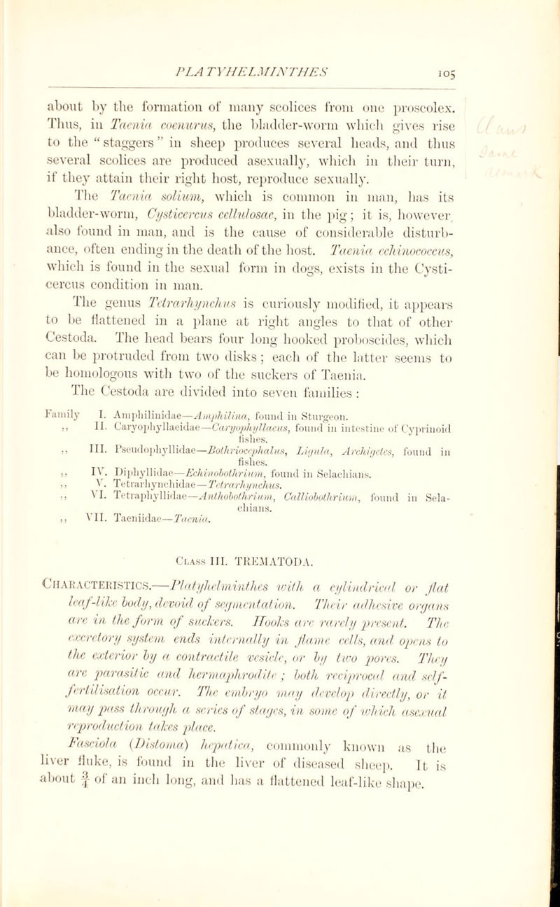 about by the formation of many scolices from one proscolex. Thus, in Taenia coenurus, the bladder-worm which gives rise to the “ staggers ” in sheep produces several heads, and thus several scolices are produced asexually, which in their turn, if they attain their right host, reproduce sexually. The Taenia solium, which is common in man, has its bladder-worm, Cysticercus cellulosae, in the pig; it is, however, also found in man, and is the cause of considerable disturb¬ ance, often ending in the death of the host. Taenia echinococcus, which is found in the sexual form in dogs, exists in the Cysti¬ cercus condition in man. The genus Tetrarhynchus is curiously modified, it appears to be flattened in a plane at right angles to that of other Cestoda. The head bears four long hooked proboscides, which can be protruded from two disks; each of the latter seems to be homologous with two of the suckers of Taenia. The Cestoda are divided into seven families : Family I. Amphilinidae—Amphilina, found in Sturgeon. ,, II. Caryopliyllaeidae—Caryophyllaeus, found in intestine of Cyprinoid fishes. ,, III. Pseudophyllidae—Bothriocephalus, Ligula, Archigetes, found in fishes. ,, IV. Diphyllidae—Echinobothrium, found in Selachians. >j V. Tetrarhynehidae—Tetrarhynchus. ” \ I- Tetraphyllidae—Anthobothrium, Calliobothrium, found in Sela¬ chians. ,, VII. Taeniidae—'Taenia. Class III. TEEMATODA. Characteristics.—Platyhclminthes with a cylindrical or flat leaf-like hocly, devoid of segmentation. Their adhesive organs arc in the farm of suckers. Hooks are rarely present. The excretory system ends internally in fame cells, and opens to the exterior by a contractile vesicle, or by two pores. They arc parasitic and hermaphrodite; both reciprocal and self¬ fertilisation occur. The embryo may develop directly, or it may pass through a series of stages, in some of which asexual, reproduction takes place. Fasciola (Distoma) hepatica, commonly known as the liver fluke, is found in the liver of diseased sheep. It is about of an inch long, and has a flattened leaf-like shape.
