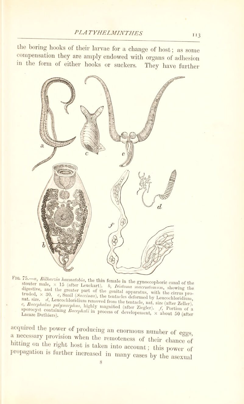 i'3 the boring hooks oi their larvae for a change of host; as some compensation they are amply endowed with organs of adhesion m the form of either hooks or suckers. They have further Fig. stouter SS ''I6 nin f?ma,le hl tlle gy°ecophoric canal of 1 digestive ■m’l o ' ' ! ' Leuclvart)- b, Ihstoma macrostomum, showing 1 frude x 30 ° T ^ Waratus> with the cirrus^ „ ‘ ’ ,■ c’ s“ai1 (Sucanea), the tentacles deformed bv Leucoehloruli,, c, Bucephalus ^ (pte[. ^ acquired the power of producing an enormous number of eggs a. necessary provision when the remoteness of their clmnce of n mg on the right host is taken into account; this power of propagation is further increased in many cases by the asexual 8