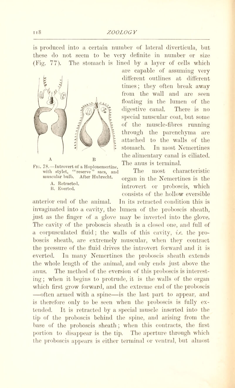 is produced into a certain number of lateral diverticula, but these do not seem to be very definite in number or size (Fig. 77). The stomach is lined by a layer of cells which are capable of assuming very m «?! A B Fic. 78.—Introvert of a Hoplonemertine, with stylet, “reserve” sacs, and muscular bulb. After Hubrecht. A. Retracted. B. Everted. anterior end of the animal. different outlines at different times; they often break away from the wall and are seen floating in the lumen of the digestive canal. There is no special muscular coat, but some of the muscle-fibres running through the parenchyma are attached to the walls of the stomach. In most Nemertines the alimentary canal is ciliated. The anus is terminal. The most characteristic organ in the Nemertines is the introvert or proboscis, which consists of the hollow eversible In its retracted condition this is invaginated into a cavity, the lumen of the proboscis sheath, just as the finger of a glove may be inverted into the glove. The cavity of the proboscis sheath is a closed one, and full of a corpusculated fluid; the walls of this cavity, i.e. the pro¬ boscis sheath, are extremely muscular, when they contract the pressure of the fluid drives the introvert forward and it is everted. In many Nemertines the proboscis sheath extends the whole length of the animal, and only ends just above the anus. The method of the eversion of this proboscis is interest¬ ing; when it begins to protrude, it is the walls of the organ which first grow forward, and the extreme end of the proboscis —often armed with a spine—is the last part to appear, and is therefore only to be seen when the proboscis is fully ex¬ tended. It is retracted by a special muscle inserted into the tip of the proboscis behind the spine, and arising from the base of the proboscis sheath; when this contracts, the first portion to disappear is the tip. The aperture through which the proboscis appears is either terminal or ventral, but almost