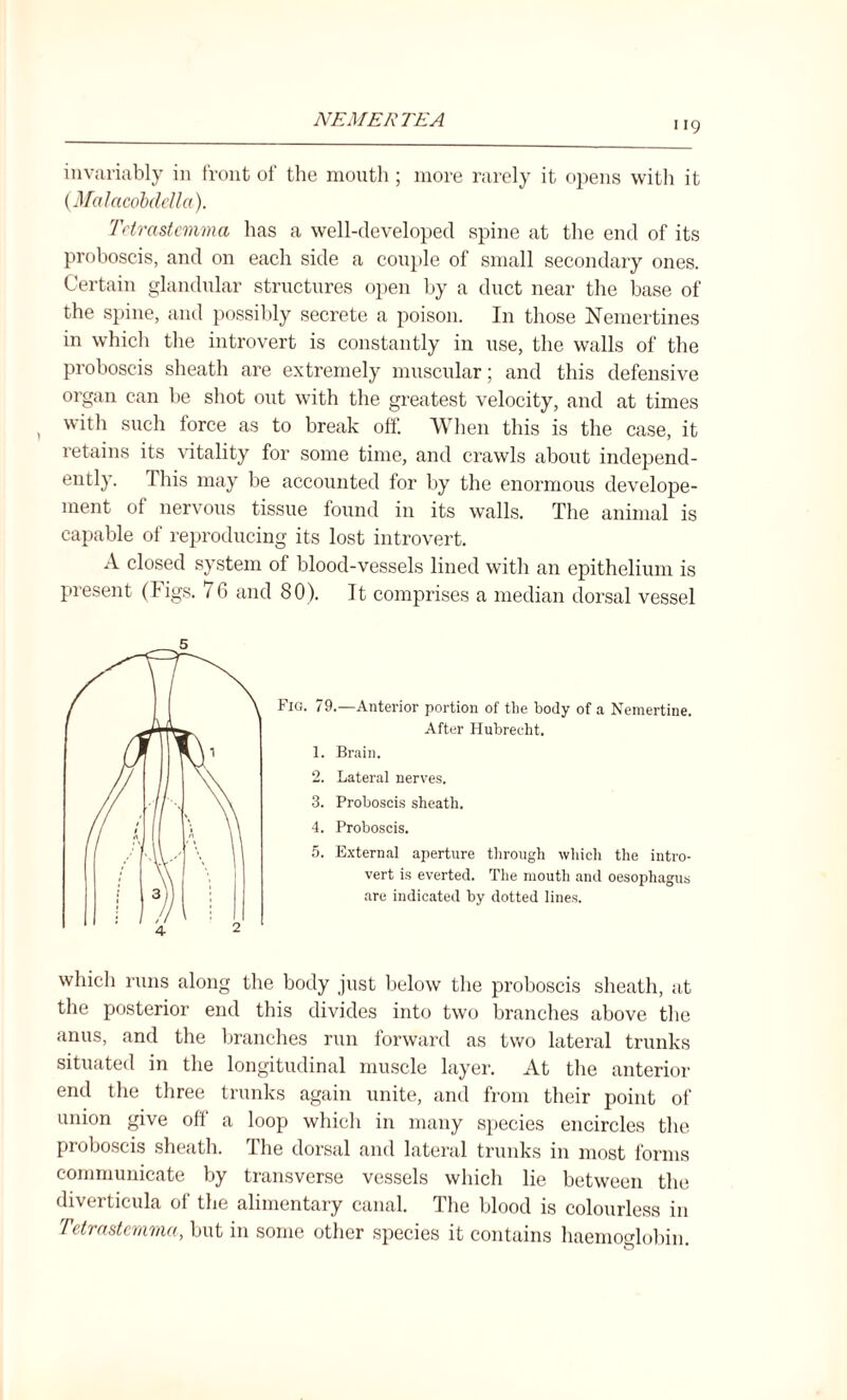 119 invariably in front of the mouth ; more rarely it opens with it (Malacobdella). Tctrastemma has a well-developed spine at the end of its proboscis, and on each side a couple of small secondary ones. Certain glandular structures open by a duct near the base of the spine, and possibly secrete a poison. In those Nemertines in which the introvert is constantly in use, the walls of the proboscis sheath are extremely muscular; and this defensive organ can be shot out with the greatest velocity, and at times with such force as to break off. When this is the case, it retains its vitality for some time, and crawls about independ¬ ently. This may be accounted for by the enormous develope- ment of nervous tissue found in its walls. The animal is capable of reproducing its lost introvert. A closed system of blood-vessels lined with an epithelium is present (Figs. 76 and 80). It comprises a median dorsal vessel Fig. 79.—Anterior portion of the body of a Nemertine. After Hubrecht. 1. Brain. 2. Lateral nerves. 3. Proboscis sheath. 4. Proboscis. 5. External aperture through which the intro¬ vert is everted. The mouth and oesophagus are indicated by dotted lines. which runs along the body just below the proboscis sheath, at the posterior end this divides into two branches above the anus, and the branches run forward as two lateral trunks situated in the longitudinal muscle layer. At the anterior end the three trunks again unite, and from their point of union give off a loop which in many species encircles the proboscis sheath. The dorsal and lateral trunks in most forms communicate by transverse vessels which lie between the diverticula ol the alimentary canal. I he blood is colourless in Tetrnstcrnrna, but in some other species it contains haemoglobin