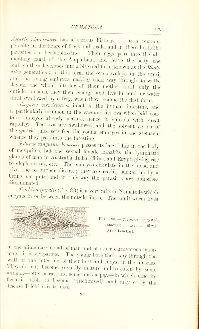 129 Ascaris nigrovenosa has a curious history. It is a common parasite in the lungs ot frogs and toads, and in these hosts the parasites are hermaphrodite. Their eggs pass into the ali¬ mentary canal of the Amphibian, and leave the body, the embryo then developes into a bisexual form known as the Rhcib- <htis generation; in this form the ova develope in the uteri, and the young embryos, making their way through its walls, devour the whole interior of their mother until only the cuticle remains, they then emerge and live in mud or water until swallowed by a frog, when they resume the first form. Oxyuris vermicular is inhabits the human intestine, and is particularly common in the caecum; its ova when laid con¬ tain embryos already mature, hence it spreads with great rapidity. The ova are swallowed, and the solvent action of the gastric juice sets free the young embryos in the stomach, whence they pass into the intestine. Filaria sanguinis hominis passes its larval life in the body of mosquitos, but the sexual female inhabits the lymphatic glands of man in Australia, India, China, and Egypt, giving rise to elephantiasis, etc. The embryos circulate in the blood and give rise to further disease; they are readily sucked up by a biting mosquito, and in this way the parasites are doubtless disseminated. Trichina spiralis (big. 83) is a very minute Nematode which encysts in or between the muscle fibres. The adult worm lives Hu. 83. — Trichina encysted amongst muscular fibres. After Leuckart. in the alimentary canal of man and of other carnivorous mam¬ mals; it is viviparous. The young bore their way through the wall of the intestine of their host and encyst in the muscles. I hey do not become sexually mature unless eaten by some annual, often a rat, and sometimes a pig,—in which case its flesh is liable to become “ trichinised,” and may carry the disease 1 richinosis to man. 9