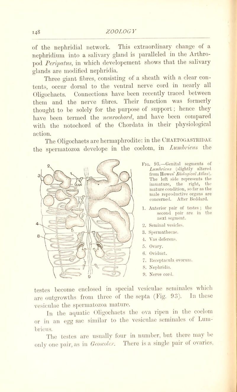 of the nephridial network. This extraordinary change of a nephridium into a salivary gland is paralleled in the Arthro¬ pod Peripatus, in which developement shows that the salivary glands are modified nepliridia. Three giant fibres, consisting of a sheath with a clear con¬ tents, occur dorsal to the ventral nerve cord in nearly all Oligochaets. Connections have been recently traced between them and the nerve fibres. Their function was formerly thought to he solely for the purpose of support; hence they have been termed the neurochord, and have been compared with the notochord of the Chordata in their physiological action. The Oligochaets are hermaphrodite: in the Ciiaetogastridae the spermatozoa develope in the coelom, in Lumbricus the Fig. 93.—Genital segments of Lumbricus (slightly altered from Howes’ Biological Atlas). The left side represents the immature, the right, the mature condition, so far as the male reproductive organs are concerned. After Beddard. 1. Anterior pair of testes ; the second pair are in the next segment. 2. Seminal vesicles. 3. Spermathecae. 4. Vas deferens. 5. Ovary. 6. Oviduct. 7. Receptacula ovorum. 8. Nepliridia. 9. Nerve cord. testes become enclosed in special vesiculae seminales which are outgrowths from three of the septa (Fig. 93). In these vesiculae the spermatozoa mature. In the aquatic Oligochaets the ova ripen in the coelom or in an egg sac similar to the vesiculae seminales of Lum¬ bricus. The testes are usually four in number, but there may be only one pair, as in Geoscoler. There is a single pair of ovaries,