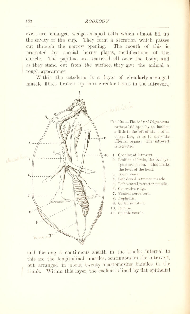 ever, are enlarged wedge - shaped cells which almost fill up the cavity of the cup. They form a secretion which passes out through the narrow opening. The mouth of this is protected by special horny plates, modifications of the cuticle. The papillae are scattered all over the body, and as they stand out from the surface, they give the animal a rough appearance. Within the ectoderm is a layer of circularly-arranged muscle fibres broken up into circular bands in the introvert, 1 Fig. 104.—The body of Phymosoma varians laid open by an incision a little to the left of the median dorsal line, so as to show the internal organs. The introvert is retracted. 1. Opening of introvert. 2. Position of brain, the two eye- spots are shown. This marks the level of the head. 3. Dorsal vessel. 4. Left dorsal retractor muscle. 5. Left ventral retractor muscle. 6. Generative ridge. 7. Ventral nerve cord. 8. Nephridia. 9. Coiled intestine. 10. Rectum. 11. Spindle muscle. and forming a continuous sheath in the trunk; internal to this are the longitudinal muscles, continuous in the introvert, but arranged in about twenty anastomosing bundles in the trunk. Within this layer, the coelom is lined by flat epithelial