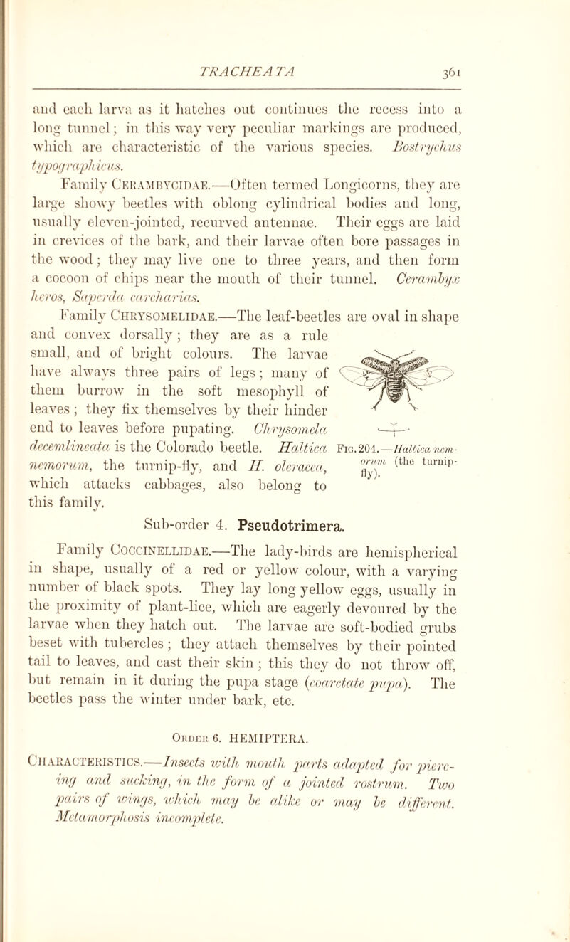and each larva as it hatches out continues the recess into a long tunnel; in this way very peculiar markings are produced, which are characteristic of the various species. Bostryclius typoyrapkicus. Family Cerambycidae.—Often termed Longicorns, they are large showy beetles with oblong cylindrical bodies and long, usually eleven-jointed, recurved antennae. Their eggs are laid in crevices of the bark, and their larvae often bore passages in the wood; they may live one to three years, and then form a cocoon of chips near the mouth of their tunnel. Ccramhyx heros, Sapercla carcharias. Family Chrysomelidae.—The leaf-beetles are oval in shape and convex dorsally; they are as a rule small, and of bright colours. The larvae have always three pairs of legs; many of them burrow in the soft mesophyll of leaves; they fix themselves by their hinder end to leaves before pupating. Clirysomela decemlineatci is the Colorado beetle. Haltica Fig. 204.- ncmorum, the turnip-fly, and H. olcracca, which attacks cabbages, also belong to this family. Sub-order 4. Pseudotrimera. -Haltica nem- orum (the turnip- fly). Family Coccinellidae.—The lady-birds are hemispherical in shape, usually of a red or yellow colour, with a varying number of black spots. They lay long yellow eggs, usually in the proximity of plant-lice, which are eagerly devoured by the larvae when they hatch out. The larvae are soft-bodied grubs beset with tubercles; they attach themselves by their pointed tail to leaves, and cast their skin; this they do not throw off, but remain in it during the pupa stage (coarctcite pupa). The beetles pass the winter under bark, etc. Order 6. HEMIPTERA. Characteristics.—Insects with mouth parts adapted for pierc- iny and suckiny, in the form of a jointed rostrum. Two pairs of winys, which may he alike or may he different. Metamorphusis incomplete.