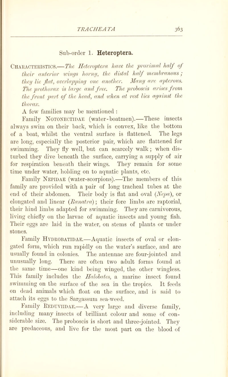 Sub-order 1. Heteroptera. Characteristics.—The Heteroptera have the proximal half of their anterior wings horny, the distal half membranous; they lie flat, overlapping one another. Many arc apterous. The prothorax is large and free. The proboscis arises from the front part of the head, and when at rest lies against the thorax. A few families may be mentioned : Family Notonectidae (water-boatmen).—These insects always swim on their back, which is convex, like the bottom of a boat, whilst the ventral surface is flattened. The legs are long, especially the posterior pair, which are flattened for swimming. They fly well, but can scarcely walk ; when dis¬ turbed they dive beneath the surface, carrying a supply of air for respiration beneath their wings. They remain for some time under water, holding on to aquatic plants, etc. Family ISTepidae (water-scorpions).—The members of this family are provided with a pair of long tracheal tubes at the end of their abdomen. Their body is flat and oval (Nepal), or elongated and linear (Ranatra); their fore limbs are raptorial, their hind limbs adapted for swimming. They are carnivorous, living chiefly on the larvae of aquatic insects and young fish. Their eggs are laid in the water, on stems of plants or under stones. Family Hydrobatidae.—Aquatic insects of oval or elon¬ gated form, which run rapidly on the water’s surface, and are usually found in colonies. The antennae are four-jointed and unusually long. There are often two adult forms found at the same time—one kind being winged, the other wingless. This family includes the Haldbatcs, a marine insect found swimming on the surface of the sea in the tropics. It feeds on dead animals which float on the surface, and is said to attach its eggs to the Sargassum sea-weed. Family Eeduviidae.—A very large and diverse family, including many insects of brilliant colour and some of con¬ siderable size. The proboscis is short and three-jointed. They are predaceous, and live for the most part on the blood of