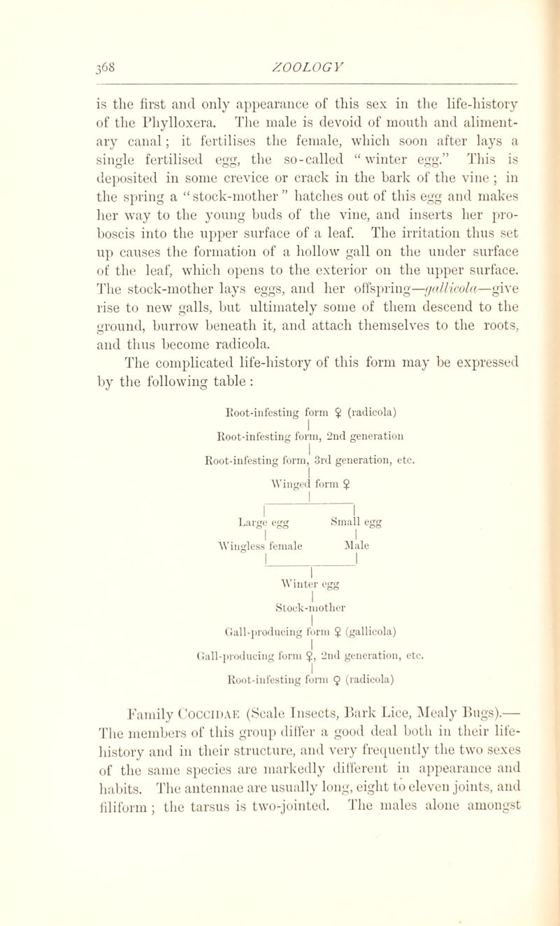 is the first and only appearance of this sex in the life-history of the Phylloxera. The male is devoid of mouth and aliment¬ ary canal; it fertilises the female, which soon after lays a single fertilised egg, the so-called “winter egg.” This is deposited in some crevice or crack in the bark of the vine ; in the spring a “stock-mother” hatches out of this egg and makes her way to the young buds of the vine, and inserts her pro¬ boscis into the upper surface of a leaf. The irritation thus set up causes the formation of a hollow gall on the under surface of the leaf, which opens to the exterior on the upper surface. The stock-mother lays eggs, and her offspring—rjallicola—give rise to new galls, but ultimately some of them descend to the ground, burrow beneath it, and attach themselves to the roots, and thus become radicola. The complicated life-history of this form may be expressed by the following table : Root-infesting form $ (radicola) I Root-infesting form, 2nd generation I Root-infesting form, 3rd generation, etc. Winged form J I I I Large egg Small egg I I Wingless female Male Stock-mother I Gall-producing form $ (gallicola) Gall-producing form 2nd generation, etc. Root-infesting form 9 (radicola) Family Coccidae (Scale Insects, Bark Lice, Mealy Bugs).— The members of this group differ a good deal both in their life- history and in their structure, and very frequently the two sexes of the same species are markedly different in appearance and habits. The antennae are usually long, eight to eleven joints, and filiform; the tarsus is two-jointed. The males alone amongst