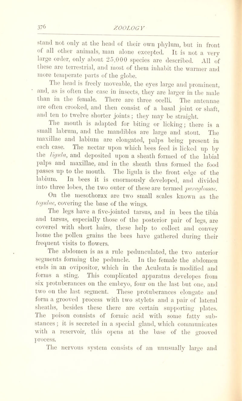 stand not only at the head of their own phylum, but in front of all other animals, man alone excepted. It is not a very large order, only about 25,000 species are described. All of these aie terrestrial, and most of them inhabit the warmer and more temperate parts of the globe. The head is freely moveable, the eyes large and prominent, and, as is often the case in insects, they are larger in the male than in the female. There are three ocelli. The antennae are often crooked, and then consist of a basal joint or shaft, and ten to twelve shorter joints; they may be straight. The mouth is adapted for biting or licking' there is a small labrum, and the mandibles are large and stout. The maxillae and labium are elongated, palps being present in each case. The nectar upon which bees feed is licked up by the htjula, and deposited upon a sheath formed of the labial palps and maxillae, and in the sheath thus formed the food passes up to the mouth. The ligula is the front edge of the labium. In bees it is enormously developed, and divided into three lobes, the two outer ot these are termed pavctylosscic. On the mesothorax are two small scales known as the tcgulae, covering the base of the wings. The legs have a five-jointed tarsus, and in bees the tibia and tarsus, especially those of the posterior pair of legs, are covered with short hairs, these help to collect and convey home the pollen grains the bees have gathered during their frequent visits to flowers. The abdomen is as a rule pedunculated, the two anterior segments forming the peduncle. In the female the abdomen ends in an ovipositor, which in the Aculeata is modified and forms a sting. This complicated apparatus developes from six protuberances on the embryo, four on the last but one, and two on the last segment. These protuberances elongate and form a grooved process with two stylets and a pair of lateral sheaths, besides these there are certain supporting plates. The poison consists of formic acid with some fatty sub¬ stances ; it is secreted in a special gland, which communicates with a reservoir, this opens at the base of the grooved process. The nervous system consists of an unusually large and