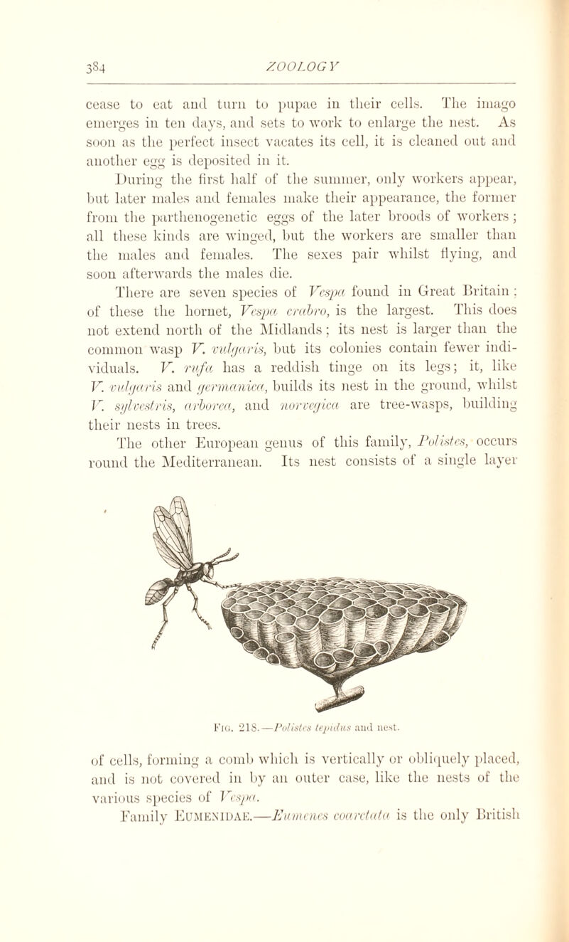 cease to eat and turn to pupae in their cells. The imago emerges in ten days, and sets to work to enlarge the nest. As soon as the perfect insect vacates its cell, it is cleaned out and another egg is deposited in it. During the first half of the summer, only workers appear, but later males and females make their appearance, the former from the parthenogenetic eggs of the later broods of workers; all these kinds are winged, but the workers are smaller than the males and females. The sexes pair whilst flying, and soon afterwards the males die. There are seven species of Vespa found in Great Britain ; of these the hornet, Vespa crabro, is the largest. This does not extend north of the Midlands; its nest is larger than the common wasp V. vulgaris, but its colonies contain fewer indi¬ viduals. V. rufa has a reddish tinge on its legs; it, like V. vulgaris and gcrmanica, builds its nest in the ground, whilst V. sylvestris, arborea, and norvcgica are tree-wasps, building their nests in trees. The other European genus of this family, Polistes, occurs round the Mediterranean. Its nest consists of a single layer Fig. 218.—Polistes tepidus and nest. of cells, forming a comb which is vertically or obliquely placed, and is not covered in by an outer case, like the nests of the various species of Vespa. Family Eumexidae.—Eumencs coarctata is the only British