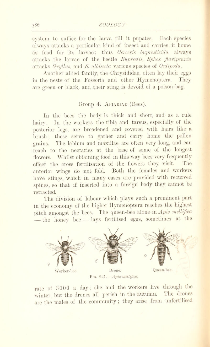 system, to suffice for the larva till it pupates. Each species always attacks a particular kind of insect and carries it home as food for its larvae; thus Ccrccris bupresticida always attacks the larvae of the beetle Buprcstis, Spitex flampennis attacks Gryllus, and S. albisecta various species of Ocdipoda. Another allied family, the Chrysididae, often lay their eggs in the nests of the Fossoria and other Hymenoptera. They are green or black, and their sting is devoid of a poison-bag. Group 4. Apiakiae (Bees). In the bees the body is thick and short, and as a rule hairy. In the workers the tibia and tarsus, especially of the posterior legs, are broadened and covered with hairs like a brush; these serve to gather and carry home the pollen grains. The labium and maxillae are often very long, and can reach to the nectaries at the base of some of the longest flowers. Whilst obtaining food in this way bees very frequently effect the cross fertilisation of the flowers they visit. The anterior wines do not fold. Both the females and workers have stings, which in many cases are provided with recurved spines, so that if inserted into a foreign body they cannot be retracted. The division of labour which plays such a prominent part in the economy of the higher Hymenoptera reaches the highest pitch amongst the bees. The queen-bee alone in Apis mcllijica — the honey bee — lays fertilised eggs, sometimes at the Worker-bee. Drone. Queen-bee. Fig. ‘221.—. Ipis mcllijica. rate of 3000 a day; she and the workers live through the winter, but the drones all perish in the autumn. The drones are the males of the community; they arise from unfertilised