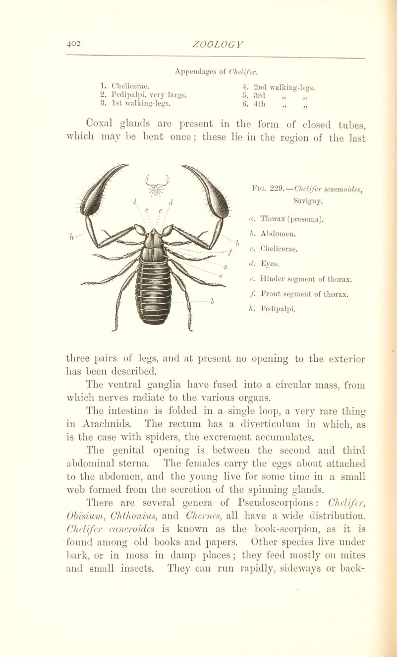 Appendages of Chelifer. ]. C'lielicerae. 4. 2nd walking-legs. 2. Pedipalpi, very large. 5. 3rd „ „ 3. 1st walking-legs. 6. 4th „ „ Coxal glands are present in the form of closed tubes, which may be bent once; these lie in the region of the last Fig. 229.—Chclifer sesamoides, Sa vigny. a. Thorax (prosoma). b. Abdomen. c. Chelieerae. d. Eyes. e. Hinder segment of thorax. /. Front segment of thorax. h. Pedipalpi. three pairs of legs, and at present no opening to the exterior has been described. The ventral ganglia have fused into a circular mass, from which nerves radiate to the various organs. The intestine is folded in a single loop, a very rare thing in Arachnids. The rectum has a diverticulum in which, as is the case with spiders, the excrement accumulates. The genital opening is between the second and third abdominal sterna. The females carry the eggs about attached to the abdomen, and the young live for some time in a small web formed from the secretion of the spinning glands. There are several genera of Pseudoscorpions: Chdifer, Ohisium, Chthonius, and Chernes, all have a wide distribution. Chdifer cancroidcs is known as the book-scorpion, as it is found among old books and papers. Other species live under bark, or in moss in damp places; they feed mostly on mites and small insects. They can run rapidly, sideways or back-