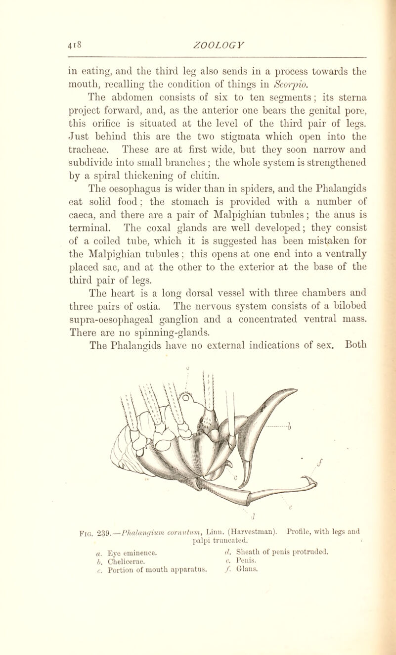 in eating, and the third leg also sends in a process towards the mouth, recalling the condition of things in Scorpio. The abdomen consists of six to ten segments; its sterna project forward, and, as the anterior one bears the genital pore, this orifice is situated at the level of the third pair of legs. Just behind this are the two stigmata which open into the tracheae. These are at first wide, but they soon narrow and subdivide into small branches ; the whole system is strengthened by a spiral thickening of chitin. The oesophagus is wider than in spiders, and the Phalangids eat solid food; the stomach is provided with a number of caeca, and there are a pair of Malpighian tubules; the anus is terminal. The coxal glands are well developed; they consist of a coiled tube, which it is suggested has been mistaken for the Malpighian tubules ; this opens at one end into a ventrally placed sac, and at the other to the exterior at the base of the third pair of legs. The heart is a long dorsal vessel with three chambers and three pairs of ostia. The nervous system consists of a bilobed supra-oesophageal ganglion and a concentrated ventral mass. There are no spinning-glands. The Phalangids have no external indications of sex. Both Fio. 239.—Phalangium cornutum, Linn. (Harvestman). Profile, with legs and palpi truncated. a. Eye eminence. d. Sheath of penis protruded. b. Chelicerae. Penis. c. Portion of mouth apparatus. /. Gians.