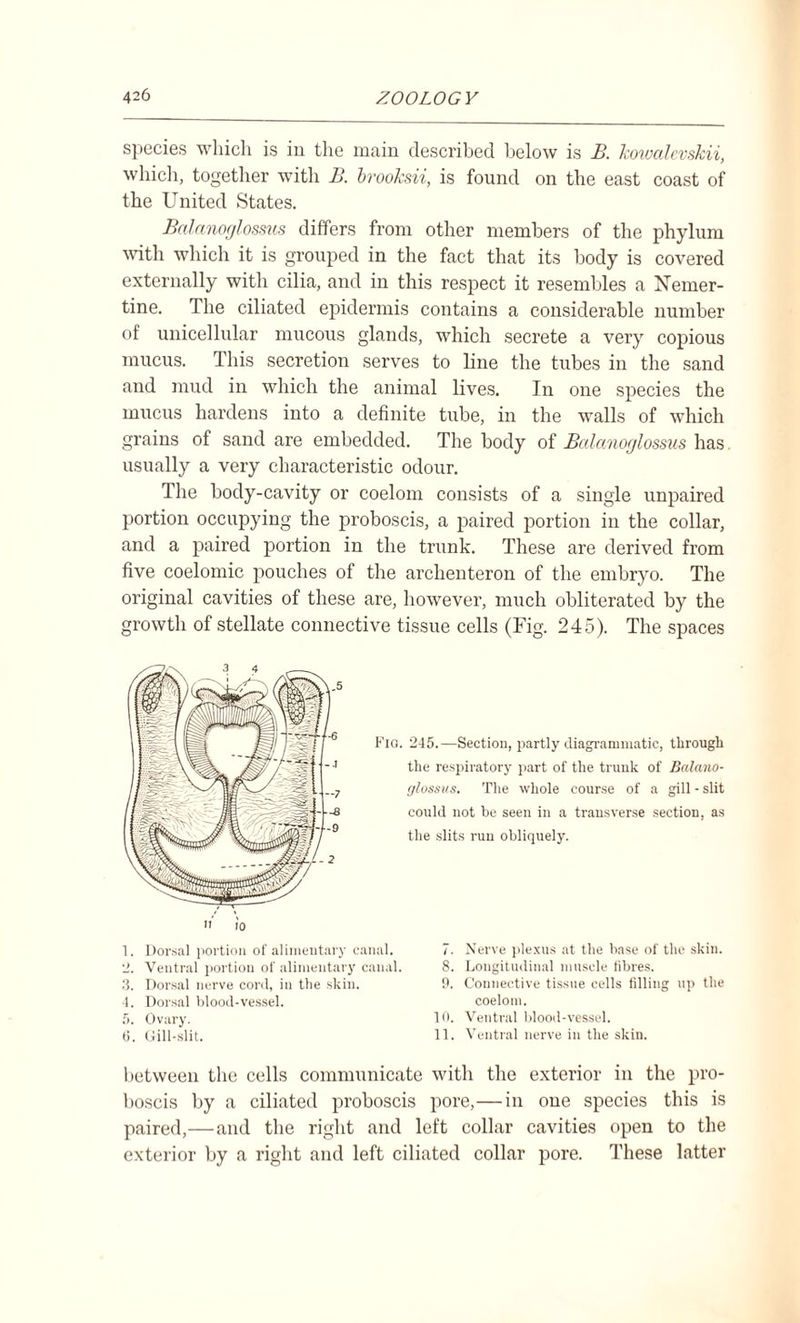 species which is in the main described below is B. kowalevskii, which, together with B. brooksii, is found on the east coast of the United States. Bcdanofjlossus differs from other members of the phylum with which it is grouped in the fact that its body is covered externally with cilia, and in this respect it resembles a Nemer- tine. The ciliated epidermis contains a considerable number of unicellular mucous glands, which secrete a very copious mucus. This secretion serves to line the tubes in the sand and mud in which the animal lives. In one species the mucus hardens into a definite tube, in the walls of which grains of sand are embedded. The body of Bcdanofjlossus has usually a very characteristic odour. The body-cavity or coelom consists of a single unpaired portion occupying the proboscis, a paired portion in the collar, and a paired portion in the trunk. These are derived from five coelomic pouches of the archenteron of the embryo. The original cavities of these are, however, much obliterated by the growth of stellate connective tissue cells (Fig. 245). The spaces Fig. 245.—Section, partly diagrammatic, through the respiratory part of the trunk of Balano- glossus. The whole course of a gill - slit could not be seen in a transverse section, as the slits run obliquely. 7. Nerve plexus at the base of the skin. 8. Longitudinal muscle fibres. 9. Connective tissue cells filling up the coelom. 10. Ventral blood-vessel. 11. Ventral nerve in the skin. between the cells communicate with the exterior in the pro¬ boscis by a ciliated proboscis pore,—in one species this is paired,—and the right and left collar cavities open to the exterior by a right and left ciliated collar pore. These latter