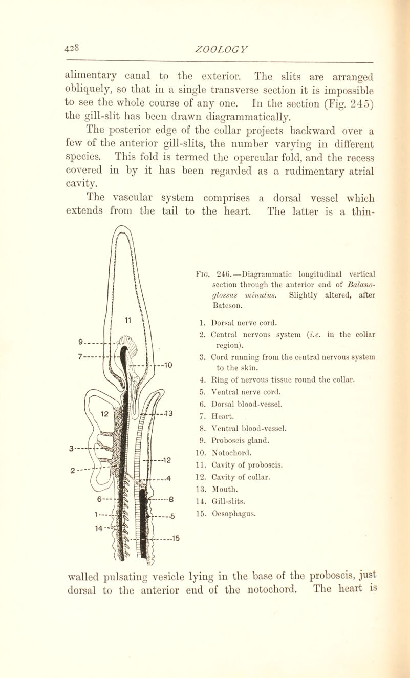 alimentary canal to the exterior. The slits are arranged obliquely, so that in a single transverse section it is impossible to see the whole course of any one. In the section (Fig. 245) the gill-slit has been drawn diagrammatically. The posterior edge of the collar projects backward over a few of the anterior gill-slits, the number varying in different species. This fold is termed the opercular fold, and the recess covered in by it has been regarded as a rudimentary atrial cavity. The vascular system comprises a dorsal vessel which extends from the tail to the heart. The latter is a tliin- Fig. 1. 2. 3. 4. 5. 6. 7. 8. 9. 10. 11. 12. 13. 14. 15. 246.—Diagrammatic longitudinal vertical section through the anterior end of Balano- glossus minutus. Slightly altered, after Bateson. Dorsal nerve cord. Central nervous system (i.e. in the collar region). Cord running from the central nervous system to the skin. Ring of nervous tissue round the collar. Ventral nerve cord. Dorsal blood-vessel. Heart. Ventral blood-vessel. Proboscis gland. Notochord. Cavity of proboscis. Cavity of collar. Mouth. Gill-slits. Oesophagus. walled pulsating vesicle lying in the base of the proboscis, just dorsal to the anterior end of the notochord. The heart is