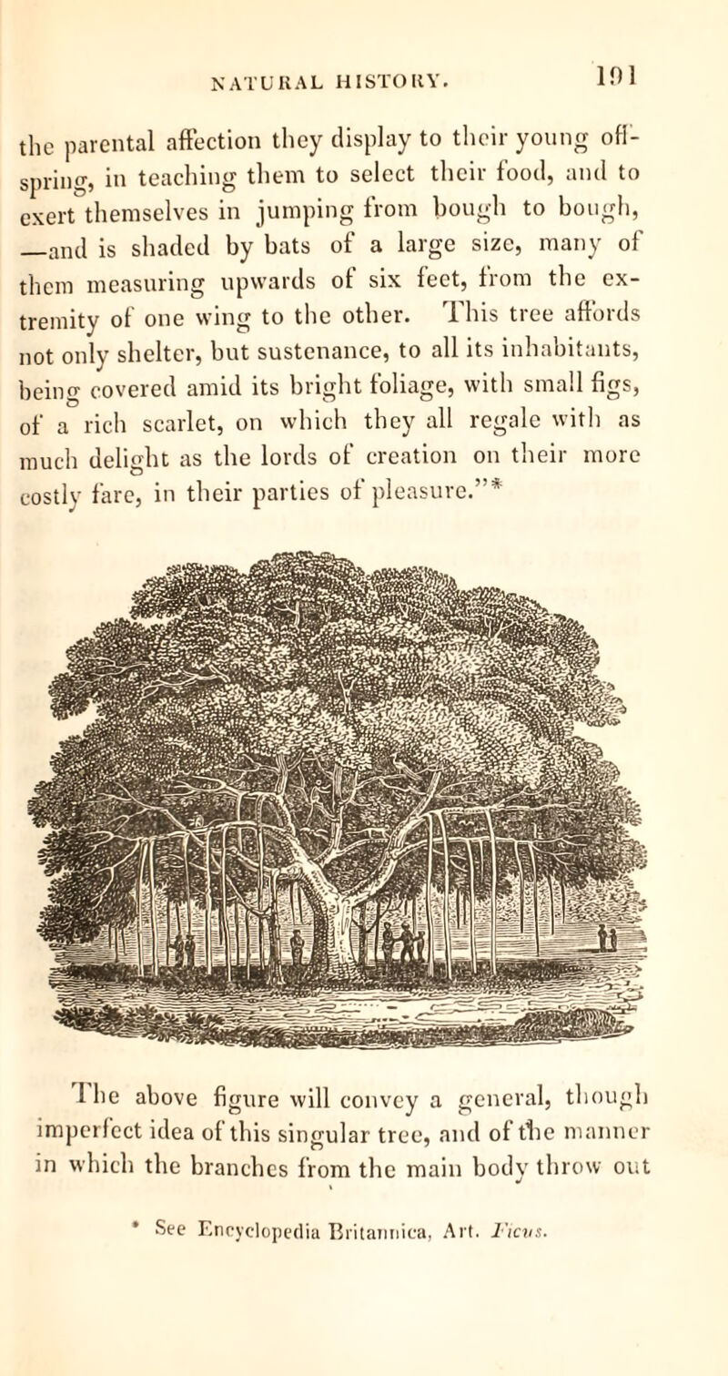 101 the parental affection they display to their young ofl- spring, in teaching them to select their food, and to exert themselves in jumping from bough to bough, —and is shaded by bats of a large size, many of them measuring upwards of six leet, from the ex- tremity of one wing to the other. 1 his tree affords not only shelter, but sustenance, to all its inhabitants, being covered amid its bright foliage, with small figs, of a rich scarlet, on which they all regale with as much delight as the lords of creation on their more costly fare, in their parties of pleasure.”* 1 he above figure will convey a general, though imperfect idea of this singular tree, and of tlie manner in which the branches from the main body throw out * See Encyclopedia Britannica, Art. I'icvs.