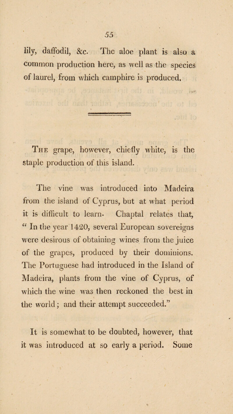 lily, daffodil, See. The aloe plant is also a common production here, as well as the species of laurel, from which camphire is produced. The grape, however, chiefly white, is the staple production of this island. The vine was introduced into Madeira from the island of Cyprus, but at what period it is difficult to learn. Chaptai relates that. In tlie year 1420, several European sovereigns were desirous of obtaining wines from the juice of the grapes, produced by their dominions. The Portu^eese had introduced in the Island of Madeira, plants from the vine of Cyprus, of which the wine was then reckoned the best in the world; and their attempt succeeded.” It is somewhat to be doubted, however, that it was introduced at so early a period. Some s