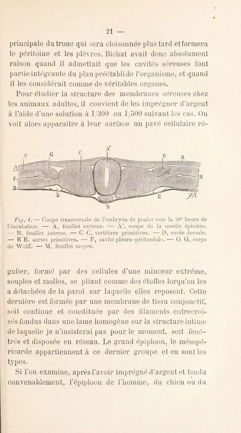 * ■ 21 — principale du tronc qui sera cloisonnée plus tard et formera le péritoine et les plèvres. Bicliat avait donc absolument raison quand il admettait que les cavités séreuses font partie intégrante du plan préétabli de l’organisme, et quand il les considérait comme de véritables organes. Pour étudier la structure des membranes séreuses chez les animaux adultes, il convient de les imprégner d’argent à l’aide d’une solution à 1/300 on 1/500 suivant les cas. On voit alors apparaître à leur surface un pavé cellulaire ré- Firj. /.— Coupe transversale de l’embryon de poulet vers la 50e heure de l’incubation. — A, feuillet externe. — A’, coupe de la moelle épinière. -— II, feuillet interne. — G C, vertèbres primitives. —■ D, corde dorsale. — E E, aortes primitives. — F, cavité pleuro-péritonéale. — GG, corps de Wolff. — M, feuillet moyen. gulier, formé par des cellules d’une minceur extrême, souples et molles, se pliant comme des étoffes lorqu’on les a détachées de la paroi sur laquelle elles reposent. Cette dernière est formée par une membrane de tissu conjonctif, soit continue et constituée par des filaments entrecroi¬ sés fondus dans une lame homogène sur la structure intime de laquelle je n’insisterai pas pour le moment, soit fenè- trée et disposée en réseau. Le grand épiploon, le mésopé¬ ricarde appartiennent à ce dernier groupe et en sont les types. Si l’on examine, après l’avoir imprégné d’argent et tendu convenablement, l’épiploon de l’homme, du chien ou du