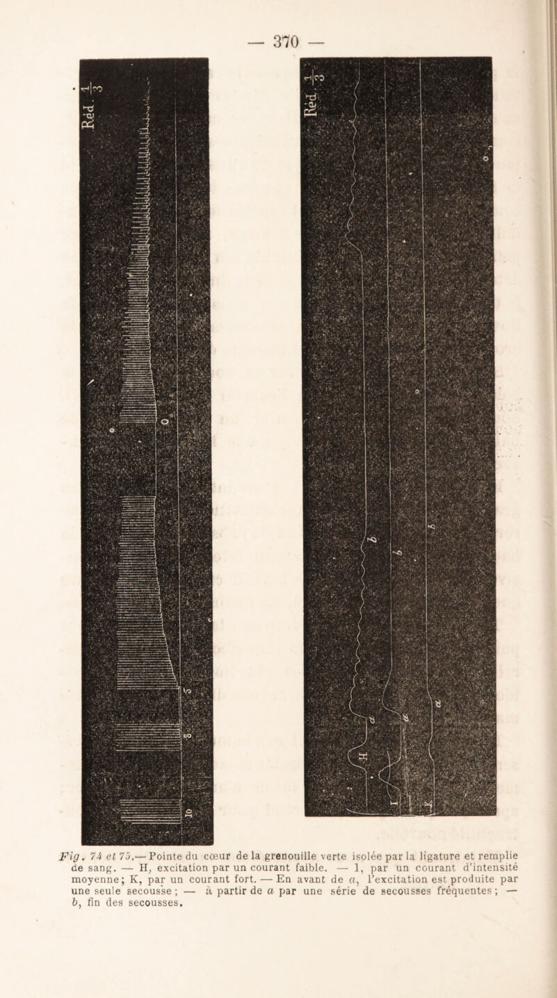 Fig. 74 et 7Ô.— Pointe du cœur de la grenouille verte isolée par la ligature et remplie de sang. — H, excitation par un courant faible. — 1, par un courant d’intensité moyenne; K, par un courant fort. — En avant de a, l’excitation est produite par une seule secousse ; — à partir de a par une série de secousses fréquentes ; — b, fin des secousses.