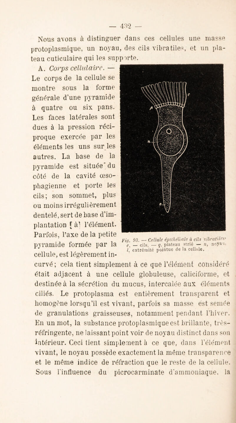 4:1*2 Nous avons à distinguer dans ces cellules une masse protoplasmique, un noyau, des cils vibra tiles et un pla¬ teau cuticulaire qui les supporte. A. Corps cellulaire. — Le corps de la cellule se montre sous la forme générale d’une pyramide à quatre ou six pans. Les faces latérales sont dues à la pression réci¬ proque exercée par les éléments les uns sur les autres. La base de la pyramide est située du côté de la cavité œso¬ phagienne et porte les cils; son sommet, plus ou moins irrégulièrement dentelé, sert de base d’im¬ plantation [ à- l’élément. Parfois, l’axe de la petite pyramide formée par la cellule, est légèrement in¬ curvé; cela tient simplement à ce que l’élément considéré était adjacent à une cellule globuleuse, caliciforme, et destinée à la sécrétion du mucus, intercalée aux éléments ciliés. Le protoplasma est entièrement transparent et homogène lorsqu’il est vivant, parfois sa masse est semée de granulations graisseuses, notamment pendant l’hiver. En un mot, la substance protoplasmique est brillante, très- réfringente, ne laissant point voir de noyau distinct dans son intérieur. Ceci tient simplement à ce que, dans l’élément vivant, le noyau possède exactement la même transparence et le même indice de réfraction que le reste de la cellule. Sous l'influence du picrocarminate d'ammoniaque, la Fig. 93. — Cellule épithéliale à cils 'vibrât il e.v ’c — cils, — q, plateau strié — n, noya i. I. extrémité pointue de la cellule.