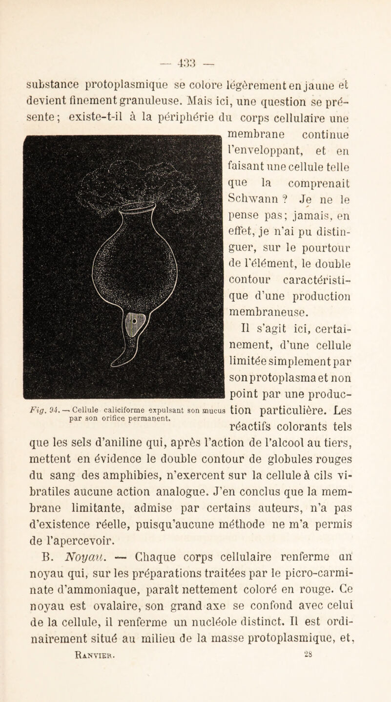 substance protoplasmique se colore légèrement en jaune et devient finement granuleuse. Mais ici, une question se pré¬ sente ; existe-t-il à la périphérie du corps cellulaire une membrane continue l'enveloppant, et en faisant une cellule telle que la comprenait Schwann ? Je ne le * pense pas; jamais, en effet, je n’ai pu distin¬ guer, sur le pourtour de l'élément, le double contour caractéristi¬ que d’une production membraneuse. Il s’agit ici, certai¬ nement, d’une cellule limitée simplement par son protoplasma et non point par une produc¬ tion particulière. Les réactifs colorants tels que les sels d’aniline qui, après l’action de l’alcool au tiers, mettent en évidence le double contour de globules rouges du sang des amphibies, n’exercent sur la cellule à cils vi» bratiles aucune action analogue. J’en conclus que la mem¬ brane limitante, admise par certains auteurs, n’a pas d’existence réelle, puisqu’aucune méthode ne m’a permis de l’apercevoir. B. Noyau. — Chaque corps cellulaire renferme un noyau qui, sur les préparations traitées par le picro-carmi- nate d’ammoniaque, paraît nettement coloré en rouge. Ce noyau est ovalaire, son grand axe se confond avec celui de la cellule, il renferme un nucléole distinct. Il est ordi¬ nairement situé au milieu de la masse protoplasmique, et, R AN VIER. 28