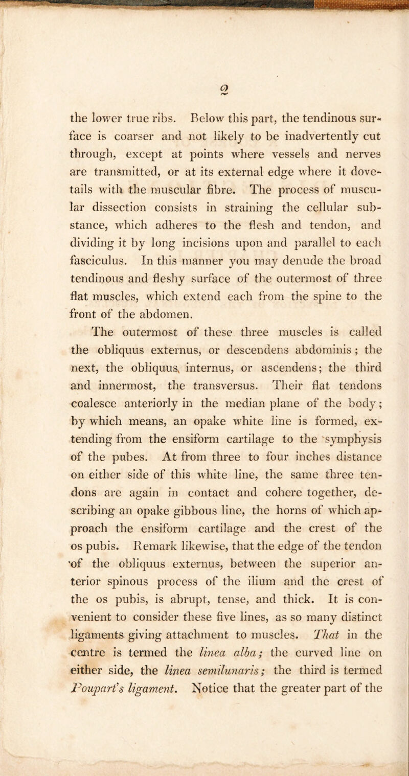 the lower true ribs. Below this part, the tendinous sur¬ face is coarser and not likely to be inadvertently cut through, except at points where vessels and nerves are transmitted, or at its external edge where it dove¬ tails with the muscular fibre. The process of muscu¬ lar dissection consists in straining the cellular sub¬ stance, which adheres to the flesh and tendon, and dividing it by long incisions upon and parallel to each fasciculus. In this manner you may denude the broad tendinous and fleshy surface of the outermost of three flat muscles, which extend each from the spine to the front of the abdomen. The outermost of these three muscles is called the obliquus externus, or descendens abdominis ; the next, the obliquus, internus, or ascendens; the third and innermost, the transversus. Their flat tendons coalesce anteriorly in the median plane of the body; by which means, an opake white line is formed, ex¬ tending from the ensiform cartilage to the symphysis of the pubes. At from three to four inches distance on either side of this white line, the same three ten¬ dons are again in contact and cohere together, de¬ scribing an opake gibbous line, the horns of which ap¬ proach the ensiform cartilage and the crest of the os pubis. Remark likewise, that the edge of the tendon ’of the obliquus externus, between the superior an¬ terior spinous process of the ilium and the crest of the os pubis, is abrupt, tense, and thick. It is con¬ venient to consider these five lines, as so many distinct ligaments giving attachment to muscles. That in the centre is termed the linea albci; the curved line on either side, the linea semilunaris; the third is termed Pouparfs ligament. Notice that the greater part of the