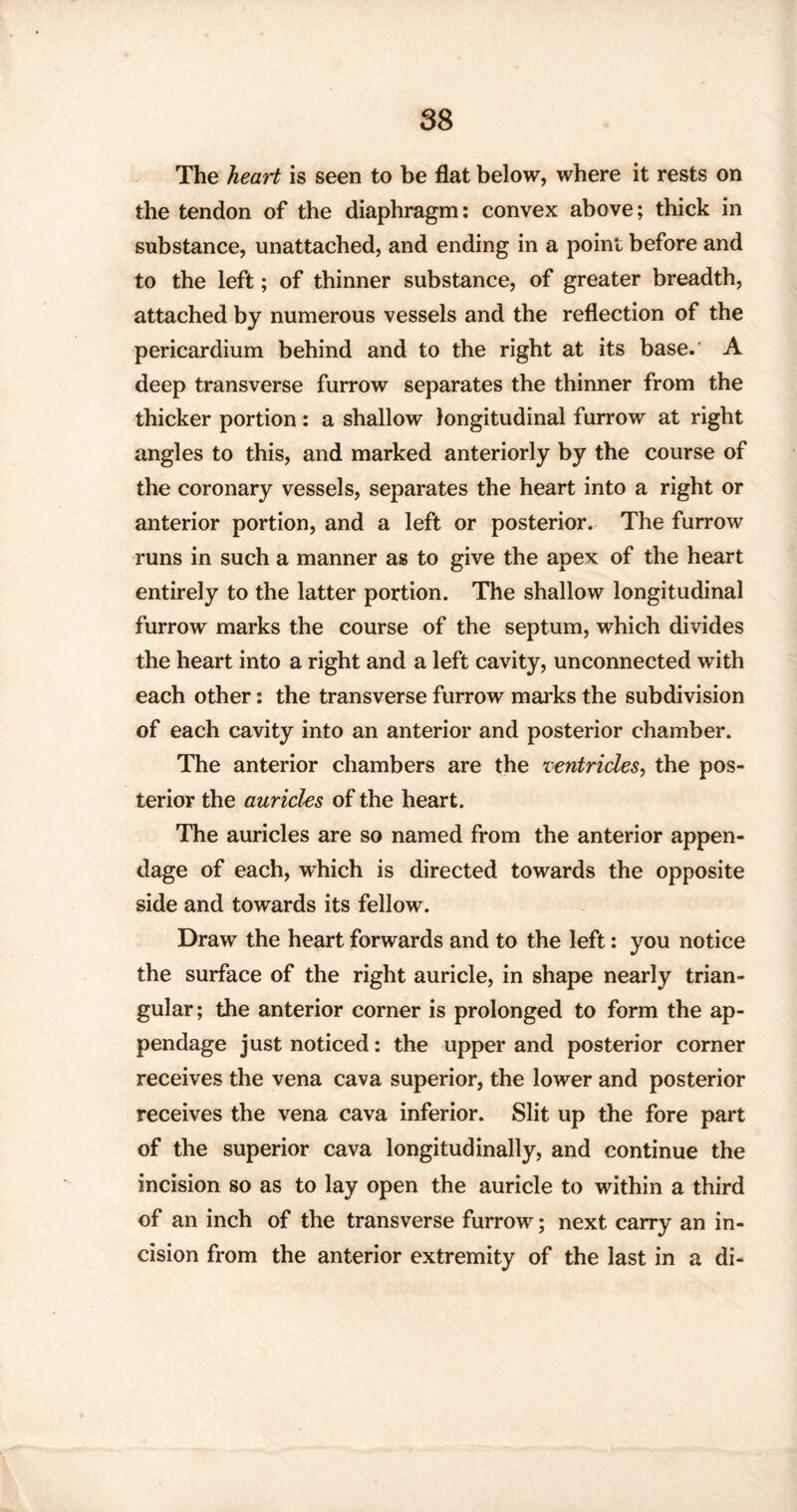 The heart is seen to be flat below, where it rests on the tendon of the diaphragm: convex above; thick in substance, unattached, and ending in a point before and to the left; of thinner substance, of greater breadth, attached by numerous vessels and the reflection of the pericardium behind and to the right at its base. A deep transverse furrow separates the thinner from the thicker portion: a shallow longitudinal furrow at right angles to this, and marked anteriorly by the course of the coronary vessels, separates the heart into a right or anterior portion, and a left or posterior. The furrow runs in such a manner as to give the apex of the heart entirely to the latter portion. The shallow longitudinal furrow marks the course of the septum, which divides the heart into a right and a left cavity, unconnected with each other: the transverse furrow marks the subdivision of each cavity into an anterior and posterior chamber. The anterior chambers are the ventricles, the pos¬ terior the auricles of the heart. The auricles are so named from the anterior appen¬ dage of each, which is directed towards the opposite side and towards its fellow. Draw the heart forwards and to the left: you notice the surface of the right auricle, in shape nearly trian¬ gular ; the anterior corner is prolonged to form the ap¬ pendage just noticed: the upper and posterior corner receives the vena cava superior, the lower and posterior receives the vena cava inferior. Slit up the fore part of the superior cava longitudinally, and continue the incision so as to lay open the auricle to within a third of an inch of the transverse furrow; next carry an in¬ cision from the anterior extremity of the last in a di-