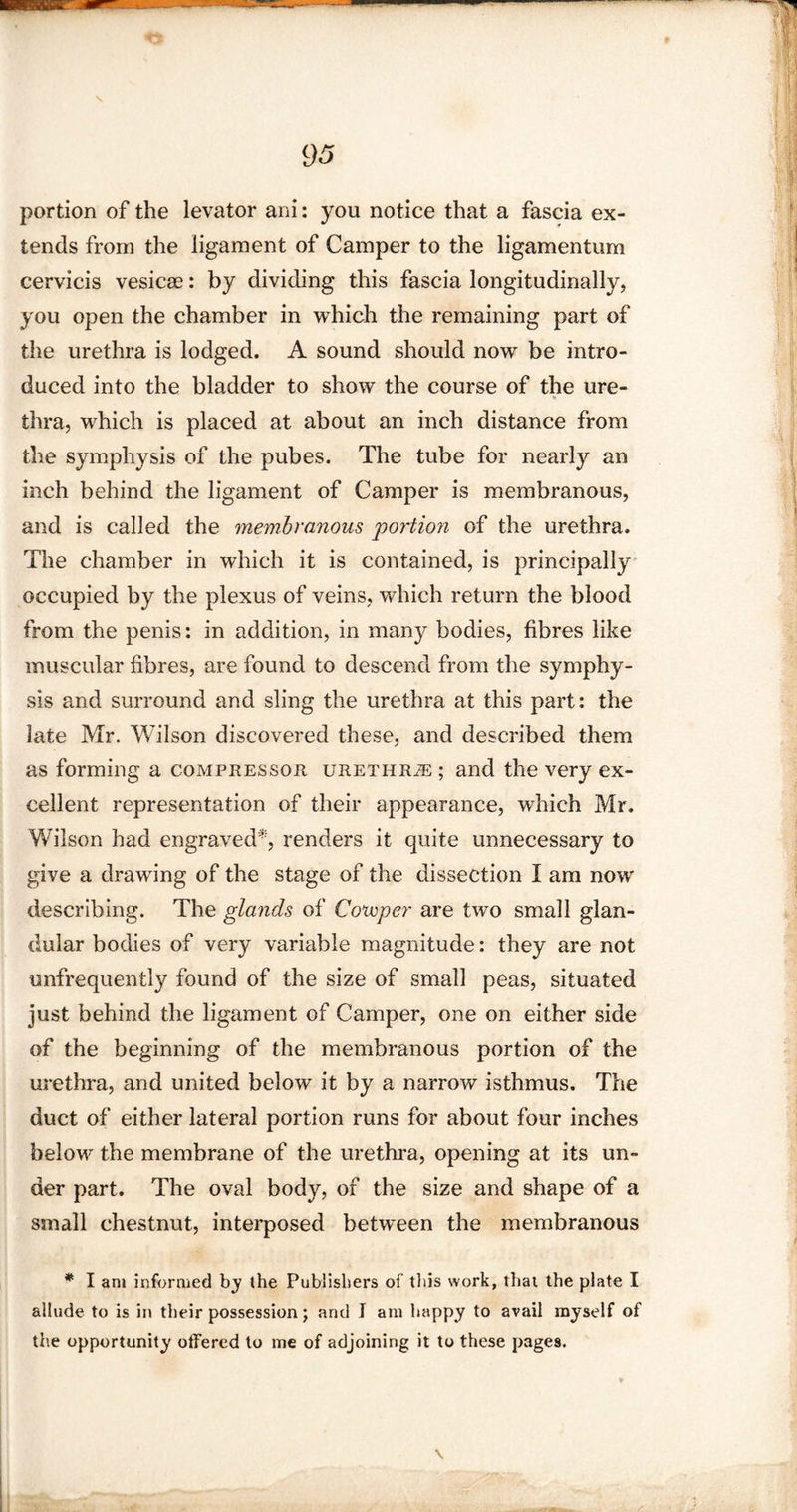 \ portion of the levator ani: you notice that a fascia ex¬ tends from the ligament of Camper to the ligamentum cervicis vesicse: by dividing this fascia longitudinally, you open the chamber in which the remaining part of the urethra is lodged. A sound should now be intro¬ duced into the bladder to show the course of the ure¬ thra, which is placed at about an inch distance from the symphysis of the pubes. The tube for nearly an inch behind the ligament of Camper is membranous, and is called the membranous 'portion of the urethra. The chamber in which it is contained, is principally occupied by the plexus of veins, which return the blood from the penis: in addition, in many bodies, fibres like muscular fibres, are found to descend from the symphy¬ sis and surround and sling the urethra at this part: the late Mr. Wilson discovered these, and described them as forming a compressor urethrje ; and the very ex¬ cellent representation of their appearance, which Mr. Wilson had engraved*, renders it quite unnecessary to give a drawing of the stage of the dissection I am now describing. The glands of Coivper are two small glan¬ dular bodies of very variable magnitude: they are not unfrequently found of the size of small peas, situated just behind the ligament of Camper, one on either side of the beginning of the membranous portion of the urethra, and united below it by a narrow isthmus. The duct of either lateral portion runs for about four inches belowr the membrane of the urethra, opening at its un¬ der part. The oval body, of the size and shape of a small chestnut, interposed between the membranous * I am informed by the Publishers of this work, that the plate I allude to is in their possession; and I am happy to avail myself of the opportunity offered to me of adjoining it to these pages. \