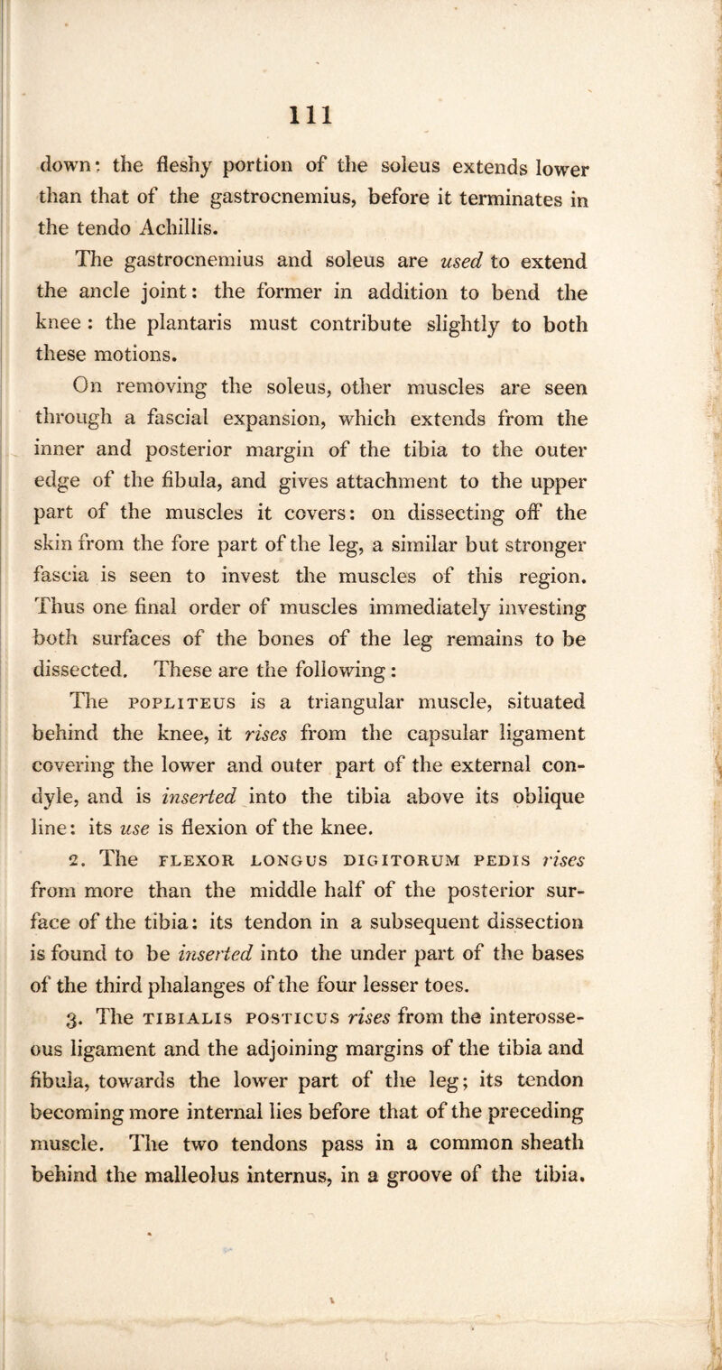 down: the fleshy portion of the soleus extends lower than that of the gastrocnemius, before it terminates in the tendo Achillis. The gastrocnemius and soleus are used to extend the ancle joint: the former in addition to bend the knee : the plantaris must contribute slightly to both these motions. On removing the soleus, other muscles are seen through a fascial expansion, which extends from the inner and posterior margin of the tibia to the outer edge of the fibula, and gives attachment to the upper part of the muscles it covers: on dissecting off the skin from the fore part of the leg, a similar but stronger fascia is seen to invest the muscles of this region. Thus one final order of muscles immediately investing both surfaces of the bones of the leg remains to be dissected. These are the following: The popliteus is a triangular muscle, situated behind the knee, it rises from the capsular ligament covering the lower and outer part of the external con¬ dyle, and is inserted into the tibia above its oblique line: its use is flexion of the knee. 2. The PLEXOR LONGUS DIGITORUM PEDIS rises from more than the middle half of the posterior sur¬ face of the tibia: its tendon in a subsequent dissection is found to be inserted into the under part of the bases of the third phalanges of the four lesser toes. 3. The tibialis posticus rises from the interosse¬ ous ligament and the adjoining margins of the tibia and fibula, towards the lower part of the leg; its tendon becoming more internal lies before that of the preceding muscle. The two tendons pass in a common sheath behind the malleolus internus, in a groove of the tibia.