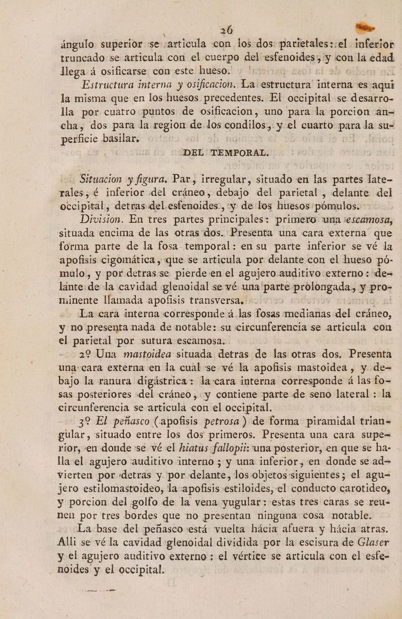 ángulo superior se ¿articula -con los dos: parietales:.el inferior truncado se articula con el cuerpo del: > eme pt ml con la edad llega á osificarse con este hueso. | | | | Estructura interna y osificacion. La: estructura' interna es aquí la misma que en los huesos precedentes. El occipital se desarro- lla por cuatro puntos de osificacion, uno para la porcion an= cha, dos para la region de los condilos, y el cuarto para ps su= perficie basilar. | nl i : DEL TEMPORAL. Situacion y figura. Par, irregular, situado en las partes late- rales, é inferior del cráneo, debajo del parietal , delante del occipital, detras del tics , y de los huesos pómulos. - Division. En tres partes principales: primero una 'escamosa, situada encima de las otras dos. Presenta una cara externa que forma parte de la fosa temporal: en su parte inferior se vé la apofisis cigomática , que se articula por delante con el hueso pó- mulo, y por detrassse pierde:en el agujero.auditivo externo: de= lánte:de la cavidad glenoidal se vé una parte. mn do y pro: minente llamada apofisis transversa. +=: - La cara interna corresponde á las fosas. necia del cráneo, y no presenta nada de notable: su circunferencia se articula con el parietal por sutura escamosa.. 22 Una mastoidea situada detras de las otras dos. Presenta una: cara externa en la cual se vé la apofisis mastoidea > Y de- bajo la ranura digástrica: + la cara interna corresponde á las fo- sas posteriores «del cráneo ,. y contiene parte de seno lateral : la circunferencia se articula con el occipital. 32 El peñasco (apofisis petrosa ) de forma piramidal trian= gular, situado entre los dos primeros. Presenta una cara supe= rior, «en donde se vé el hiatus fallopii: una posterior, en que se ha- lla el agujero «auditivo interno ; y una inferior, en donde se ad= vierten por «detras y. por delante, los objetos siguientes; el agu= jero estilomastoideo, la:apofisis estiloides, el conducto carotideo, y porcion del golfo de la vena yugular: estas tres caras se reu- nen por tres bordes que no presentan ninguna cosa notable. La base del ¡peñasco está vuelta hácia afuera y hácia atras. Alli se vé la cavidad glenoidal dividida por la escisura de Glaser y el agujero auditivo externo : el vértice se articula con el esfe- noides y el occipital. a Dridi e o