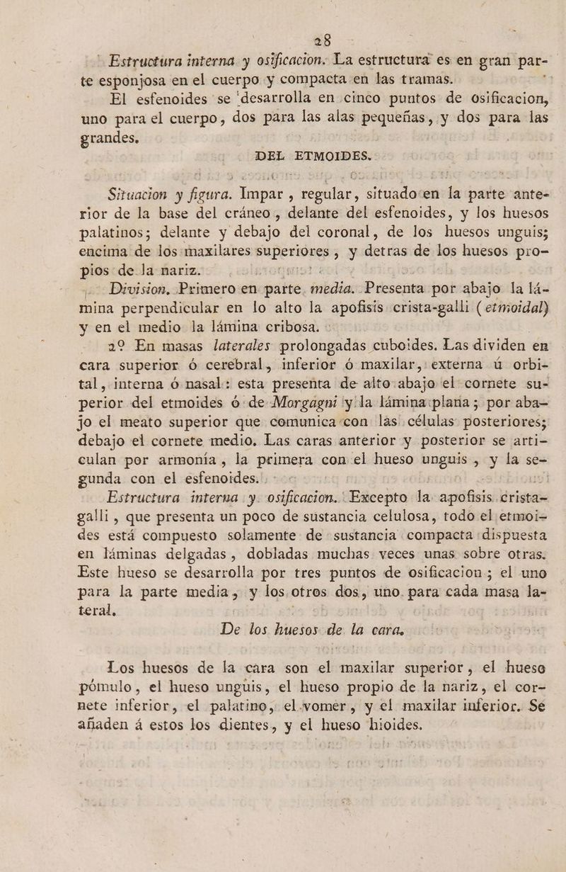 - Estructura interna y osificacion: La estructura es en gran par- te esponjosa en el cuerpo y compacta en las tramas. | El esfenoides se desarrolla en cinco puntos de osificacion, uno para el cuerpo, dos para las alas Jo Dura y dos para las grandes. DEL ed Situacion y dar Impar , e situadocen: la parte ante- rior de la base del cráneo , delante del esfenoides, y los huesos palatinos; delante y ástaje del coronal, de los huesos unguis; encima de los maxilares lima Ny detds de los huesos pro- pios de la nariz. | Division. Primero en patio olaa Presenta por abajo la lá- mina perpendicular en lo alto la apofisis. crista-galli (etmoidal) y en el medio la lámina cribosa. - 22 En masas laterales prolongadas cuboides. Las dividen en cara superior ó cerebral, inferior ó maxilar,: externa ú orbi- tal, interna ó nasal: esta presenta de alto abajo el cornete su- perior del etmoides 0: de Morgagni 'y/la lámina:plana 5; por aba= jo el meato superior que comunica-con las células: posteriores; debajo el cornete medio. Las caras anterior y posterior se arti- culan por armonía , la paa con el hueso unguis , y la se- gunda con el esfenoides.'. | | Estructura interna y. osificacion. Excepto la. pe crista= galli , que presenta un poco de sustancia celulosa, todo el etmoi- des está compuesto solamente de sustancia compacta «dispuesta en láminas delgadas , dobladas muchas veces unas sobre otras. Este hueso se desarrolla por tres puntos de osificacion; el uno para la parte media, y los. otros dba, uno. e cada masa la- teral, De los huesos de. la cara, Los huesos de la cara son al maxilar superior, el hueso pómulo , el hueso unguis, el hueso propio de la nariz, el cor- mete inferior, el palatino, el .vomer, y el maxilar inferior. Sé añaden á estos los dientes, y el hueso hioides.