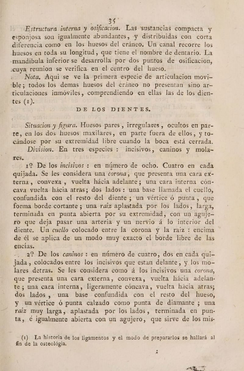Estructura interna y osificacion. Las “sustancias compacta y esponjosa son igualmente abundantes, y distribuidas con corta diferencia como en los huesos del cráneo. Un canal recorre los huesos en toda.su longitud , que tiene el nombre de dentario. La -mandíbula inferior se desarrolla por dos puntos de osificacion, ¿cuya reunion se verifica en el centro del hueso. Nota. Aqui se ve la primera especie de articulacion movi- ble; todos los demas huesos del cráneo no presentan sino ar- ticulaciones inmóviles, comprendiendo en ellas las de los dien- tes (1). DE LOS DIENTES, Situacion y figura. Huesos pares , irregulares , ocultos en par- te, en los dos huesos maxilares, en parte fuera de ellos, y to- cándose por su extremidad libre cuando la boca está cerrada. Division. En tres especies : incisivos, caninos y mola- - res. 12 De los incisivos : en número de ocho. Cuatro en cada quijada. Se les considera una corona, que presenta una cara ex- terna, convexa , vuelta hácia adelante; una cara interna cón- cava vuelta hácia atras; dos lados: una base llamada el cuello, confundida con el resto del diente; un vértice ó punta , que forma borde cortante ; una raiz aplastada por los lados, larga, terminada en punta abierta por su extremidad, con un aguje- ro que deja pasar una artería y un nervio á lo interior del diente. Un cuello colocado entre la corona y la raiz : encima de él se aplica de un modo muy exacto el borde libre de las encías. 22 De los caninos : en número de cuatro, dos en cada qui- jada , colocados entre los incisivos que estan delante, y los mo- lares detras. Se les considera como á los incisivos una corona, que presenta una cara externa, convexa, vuelta hácia adelan- te; una cara interna, ligeramente cóncava, vuelta hácia atras; dos lados , una base confundida con el resto del hueso, y un vértice Ó punta calzado como punta de diamante ; una raiz muy larga, aplastada por los lados, terminada en pun- ta, € igualmente abierta con un agujero, que sirve de los mis- (1) La historia de los ligamentos y el modo de prepararlos se hallará al fin de la osteológia, » A