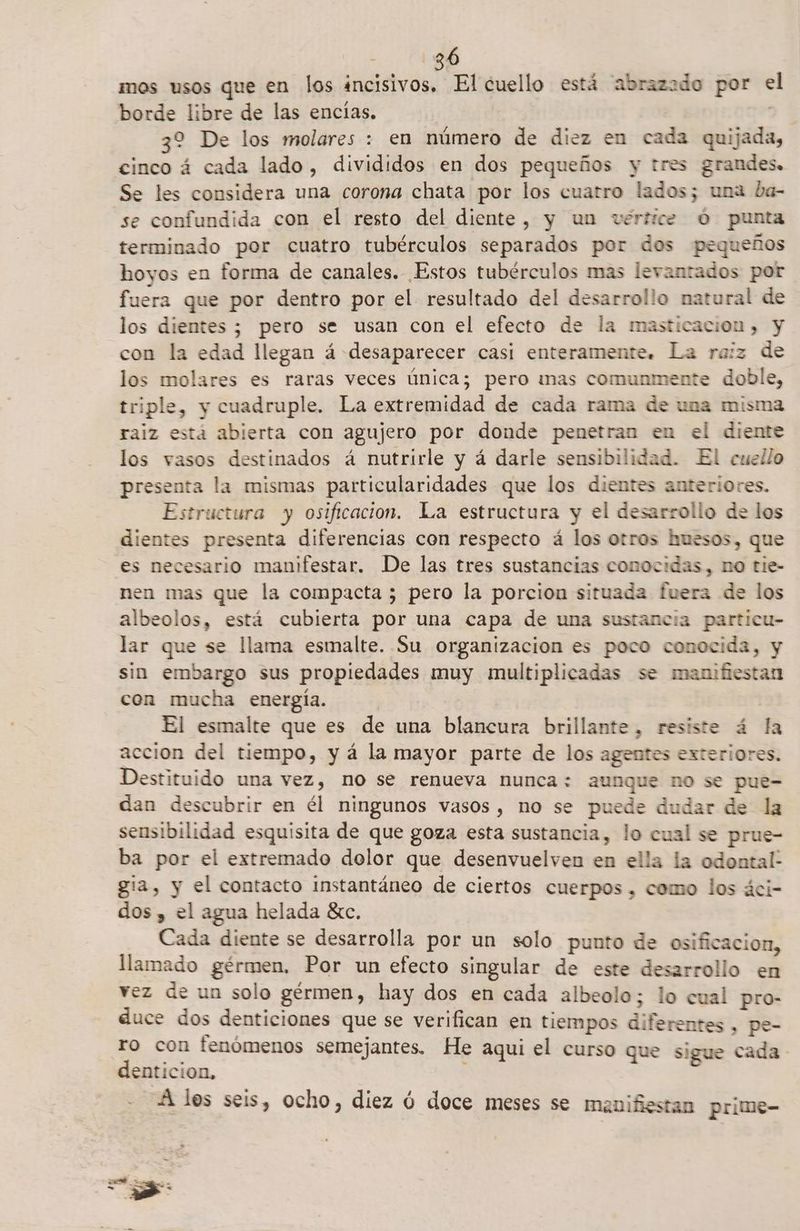 - 188 mos usos que en los incisivos, El cuello está abrazado por e borde libre de las encías. | 97 32 De los molares : en número de diez en cada quijada, cinco á cada lado, divididos en dos pequeños y tres grandes. Se les considera una corona chata por los cuatro lados; una ba- se confundida con el resto del diente, y un vértice Ó punta terminado por cuatro tubérculos separados por dos pequeños hoyos en forma de canales. Estos tubérculos mas levantados por fuera que por dentro por el resultado del desarrollo matural de los dientes ; pero se usan con el efecto de la masticación , y con la edad llegan á desaparecer casi enteramente. La raiz de los molares es raras veces única; pero mas comunmente doble, triple, y cuadruple. La extremidad de cada rama de una misma ralz está abierta con agujero por donde penetran en el diente los vasos destinados á nutrirle y á darle sensibilidad. El cuello presenta la mismas particularidades que los dientes anteriores. Estructura y osificacion. La estructura y el desarrollo de los dientes presenta diferencias con respecto á los otros huesos, que es necesario manifestar. De las tres sustancias conocidas, no tie- nen mas que la compacta ; pero la porcion situada fuera de los albeolos, está cubierta por una capa de una sustancia particu- lar que se llama esmalte. Su organizacion es poco conocida, y sin embargo sus propiedades muy multiplicadas se manifiestan con mucha energía. El esmalte que es de una blancura brillante, resiste á la accion del tiempo, y á la mayor parte de los agentes exteriores. Destituido una vez, no se renueva nunca: aunque no se pue- dan descubrir en él ningunos vasos, no se puede dudar de la sensibilidad esquisita de que goza esta sustancia, lo cual se prue- ba por el extremado dolor que desenvuelven en ella la odontal- gia, y el contacto instantáneo de ciertos cuerpos , como los áci- dos , el agua helada £tc. Cada diente se desarrolla por un solo punto de osificacion, llamado gérmen, Por un efecto singular de este desarrollo en vez de un solo gérmen, hay dos en cada albeolo; lo cual pro- duce dos denticiones que se verifican en tiempos diferentes , pe- ro con fenómenos semejantes. He aqui el curso que sigue cada denticion, A los seis, ocho, diez ó doce meses se manifiestan prime-