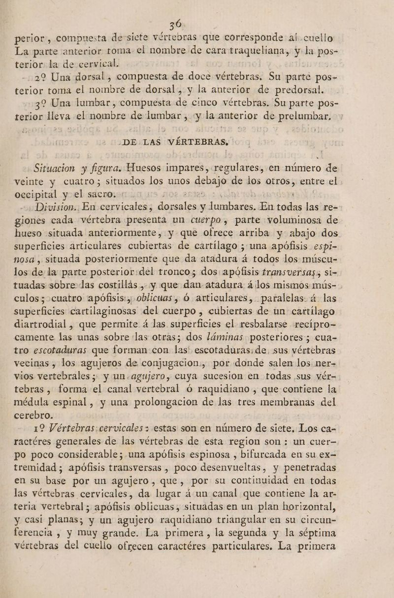 36 perior, compuesta de sicte vértebras que corresponde al. cuello La parte anterior toma-el nombre de cara traqueliana, y la pos- terior la de cervical. 22 Una dorsal , compuesta de Flo vértebras. Su parte pos» terior toma el nombre de dorsal, y la anterior de predorsal. 32 Una lumbar , compuesta de cinco vértebras. Su parte pos- terior leva el nombre de lumbar, «y la anterior de prelumbar, ¿DE LAS VÉRTEBRAS, - Situacion y figura. Huesos impares, regulares, en número de veinte y cuatro; situados los unos s. debajo de los otros, entre el occipital y el sacro. «>: ps y Division. En cervicales, + mitos ci Hi todas las re- giones cada vértebra [presenta un cuerpo, parte voluminosa de hueso situada anteriormente, y que ofrece arriba y abajo dos superficies articulares cubiertas de cartílago ; una apófisis espi- nosa , situada posteriormente que da atadura á todos los múscu- los de la parte posterior:del tronco; dos apófisis transuersas> Si= tuadas sobre las costillás > y que des atadura á4:los mismos mús- culos ; cuatro apófisis: oblicuas, Ó articulares, paralelas. á las superficies cartilaginosas del cuerpo , cubiertas de un cartílago diartrodial, que permite á las superficies el resbalarse recipro- camente las unas sobre las otras; dos láminas posteriores; cua- tro escotaduras que forman con las' escotaduras: de. sus vértebras vecinas , los agujeros de conjugación. , por donde salen los ner- vios vertebrales; y un.agujero, cuya sucesion en todas sus vér- tebras , forma al canal vertebral Ó raquidiano , que contiene la médula espinal, y una prolongación de las tres membranas del cerebro. | 19 Vértebras: cervicales: estas son en número de siete, Los ca- ractéres generales de las vértebras de esta region son: un cuer— po poco considerable;.una apófisis espinosa , bifurcada en su ex- tremidad ; apofisis transversas , poco desenvueltas, y penetradas en su base por un agujero, que, por su continuidad en todas las vértebras cervicales, da lugar á un canal que contiene la ar- teria vertebral; apófisis oblicuas, situadas en un plan horizontal, y casi planas; y un agujero raquidiano triangular en su circun- ferencia , y Muy grande. La primera, la segunda y la séptima vértebras del cuello ofrecen caractéres particulares. La primera