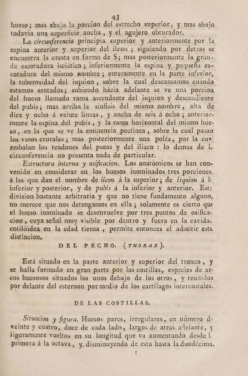 hueso; mas abajo la porcion del estrecho superior, y mas abajo todavía una superficie ancha , y el agujero obturador, La circunferencia principia superior y anteriormente por la espina anterior y superior del ¡leon ; siguiendo por detras se encuentra la cresta en forma de S; mas posteriormente la gran de escotadura isciática ; ROME STES la espina y pequeña es- cotadura del mismo Alaro: ; enteramente en la parte inferior, la tuberosidad del isquion , sobre la cual descansamos cuando. estamos sentados; subiendo hácia adelante se ve una porcion del hueso llamado rama ascendente del isquion y descendiente del pubis; mas arriba la sínfisis del mismo nombre , alta de diez y ocho á veinte líneas, y ancha de seis á ocho ; anterior- mente la espina del pubis, y la rama horizontal del mismo hue- so, enla que se ve la eminencia pectinea , sobre la cual pasan los vasos erurales ¿ mas posteriormente una poléa, por la cua! resbalan los tendones del psoas y del iliaco : lo demas de ¡, circunferencia no presenta nada de particular. Estructura interna y osificacion. Los anatómicos se han con= venido en considerar en los huesos inominados tres porciones. á las. que dan el nombre de ¿leon á la superior; de ¿squion á l: inferior y posterior, y de pubis á la inferior y anterior. Est: division bastante arbitraria y que no tiene fundamento alguno, no merece que nos detengamos en ella ; solamente es cierto qus el hueso inominado se desenvuelve por tres puntos de osifica- cion , cuya señal muy visible por dentro y fuera en la cavidac cotilóidea en la edad tierna , permite entonces el admitir esta distincion, DEL PECHO. (THORAX). Está situado en la parte anterior y superior del tronco, y se halla formado en gran parte por las costillas, especies de ar- cos huesosos situados los unos debajo de los otros, y reunidos por delante del esternon por medio de los cartílagos intercostales, DE LAS COSTILLAS. Situacion y figura. Huesos pares, irregulares, en número d: veinte y cuatro, doce de cada lado, largos de atras adelante, y ligeramente vueltos en su longitud que va aumentando desde l: primera á la octava, y disminuyendo de esta hasta la duodécima,