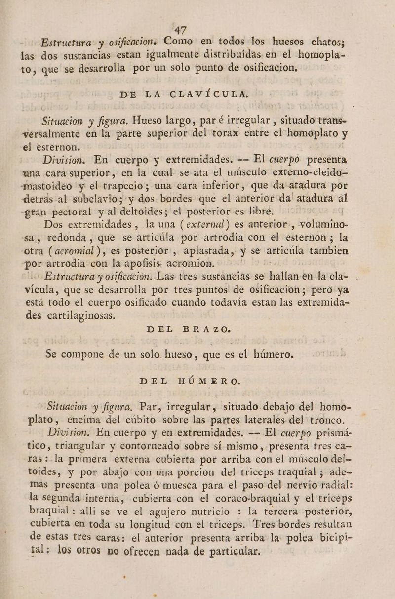 Estructura y osificacion. Como en todos los huesos chatos; las dos sustancias estan igualmente distribuidas en el homopla- to, que se desarrolla por un solo punto de osificacion, DE LA CLAVÍCULA. Situacion y figura. Hueso largo, par é irregular , situado trans- versalmente en la parte superior del torax entre el homoplato ty el esternon. Division. En cuerpo y extremidades. -- El cuerpó presenta una cara superior, en la cual se ata el músculo externo-cleido— -mastoideo y el trapecio; una cara inferior, que da atadura por detrás al subclavio; y dos bordes que el anterior da' atadura al -gran pectoral y al deltoides; el posterior es libre. | Dos extremidades , la una (external) es anterior, volumino- sa , redonda , que se articúla por artrodia con el esternon ; la otra (acromial ), es posterior , ón y y se a catibldn co artrodia con la apofisis acromion. Estructura y osificación. Las tres sustancias se ia en la cla- cala; que se desarrolla por tres puntos de osificacion; pero ya está todo el cuerpo osificado cuando todavía estan las extremida- des cartilaginosas. DEL BRAZO. Se compone de un solo. hueso , que es el húmero. DEL HÚMERO. Situacion y figura. Par, irregular, situado debajo del homo- plato, encima del cúbito sobre las partes laterales del tronco. Division. En cuerpo y en extremidades. -- El cuerpo prismá- tico, triangular y contorneado sobre sí mismo, presenta tres ca- ras:.la primera externa cubierta por arriba con el músculo del-- toides, y por abajo con una porcion del triceps traquial ; ade- mas presenta una polea ó muesca para el paso del nervio radial: la segunda interna, cubierta con el ER ari y el triceps braquial : alli se ve el agujero nutricio : la tercera posterior, cubierta en toda su longitud con el elico pls Tres bordes resultan de estas tres caras: el anterior presenta arriba la: polea bicipi- tal; los otros mo ofrecen nada de particular.