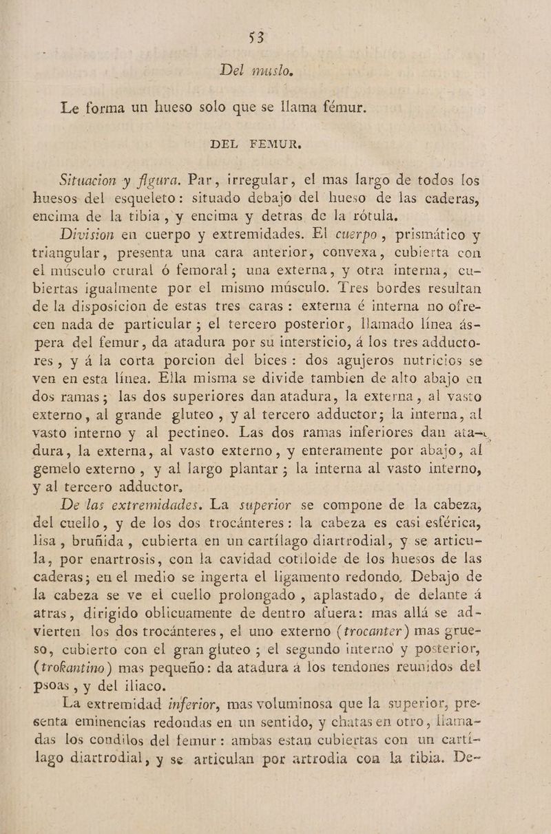 Del muslo, Le forma un hueso solo que se llama fémur. DEL FEMUR, | Situacion y figura. Par, irregular, el mas largo de todos los huesos del esqueleto: situado debajo del hueso de las caderas, encima de la tibia, y encima y detras de la rótula. Division en cuerpo y extremidades. El cuerpo , prismático y triangular, presenta una cara anterior, convexa, cubierta con el músculo crural ó femoral; una externa, y otra interna, cu- biertas igualmente por el mismo músculo. “Tres bordes resultan de la disposicion de estas tres caras: externa é interna no ofre- cen nada de particular ; el tercero posterior, llamado línea ás- pera del femur, da atadura por su intersticio, á los tres adducto- res, y á la corta porcion del bices: dos agujeros nutricios se ven en esta línea. Ella misma se divide tambien de alto abajo en dos ramas ; las dos superiores dan atadura, la externa, al vasto externo, al grande gluteo , y al tercero adductor; la interna, al vasto interno y al pectineo. Las dos ramas inferiores dan ata, dura, la externa, al vasto externo, y enteramente por abajo, al: gemelo externo , y al largo plantar ; la interna al vasto interno, y al tercero adductor, De las extremidades. La superior se compone de la cabeza, del cuello, y de los dos trocánteres: la cabeza es casi esférica, lisa , bruñida , cubierta en un cartílago diartrodial, y se articu- la, 0 enartrosis, con la cavidad cotiloide de los Os de las caderas; en el medio se ingerta el ligamento redondo, Debajo de la cabeza se ve el cuello prolongado , aplastado, de delante á atras, dirigido oblicuamente de dentro afuera: mas allá se ad- vierten los dos trocánteres, el uno externo (trocanter ) mas grue- so, cubierto con el gran gluteo ; el segundo interno y posterior, (troRantino ) mas pequeño: da atadura á los tendones reunidos del psoas , y del iliaco. La extremidad inferior, mas voluminosa que la superior, pre- senta eminencias redondas en un sentido, y chatas en otro, liama- das los condilos del femur: ambas estan cubiertas con un cartí- lago diartrodial, y se articulan por artrodia coa la tibia. De-