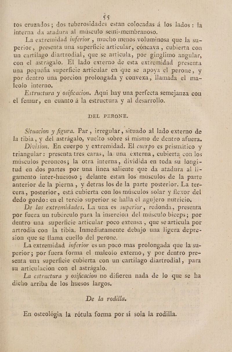 1 tos cruzados ; dos tuberosidades estan colocadas á los lados : la interna da atada al músculo seini-membranoso. La extremidad inferior , mucho menos voluminosa que la su- con el astragalo. El lado externo de esta extremidad presenta una pequeña superficie articular en que se apoya el perone, y por dentro una porcion prolongada y convexa, llamada el ma- leolo interno. Estructura y osificacion. Aquí hay una perfecta semejanza con el femur, en cuanto á la estructura y al desarrollo. DEL PERONE, Situacion y figura. Par , irregular, situado al lado externo de la tibia, y del astrágalo, vuelto sobre si mismo de dentro afuera. Division. En cuerpo y extremidad. El cuerpo es prismático y triangular: presenta tres caras, la una externa, cubierta con los músculos peroneos; la otra interna, dividida en toda su longi- tud en dos partes por una linea nte que da atadura al l¡- gamento inter-huesoso ; delante estan los músculos de la parte anterior de la pierna , y detras los de la parte posterior. La ter- cera, posterior, está cubierta con los músculos solar y flexor del dedo gordo: en el tercio superior se halla el agujero nutricio. De las extremidades. La una es superior, redonda, presenta por fuera un tubérculo para la inserción del músculo biceps; por dentro una superficie articular poco extensa , que se articula por artrodia con la tibia. Inmediatamente debajo una ligera sd sion que se llama cuello del perone. La extremidad inferior es un poco mas prolongada que la su- perior; por fuera forma el maleolo externo, y por dentro pre- senta una superficie cubierta con un cartílago diartrodial, para su articulación con el astrágalo. La estructura y osificacion no difieren nada de lo que se : ha dicho arriba de los huesos largos. De la rodilla, En osteológia la rótula forma por sí sola la rodilla.