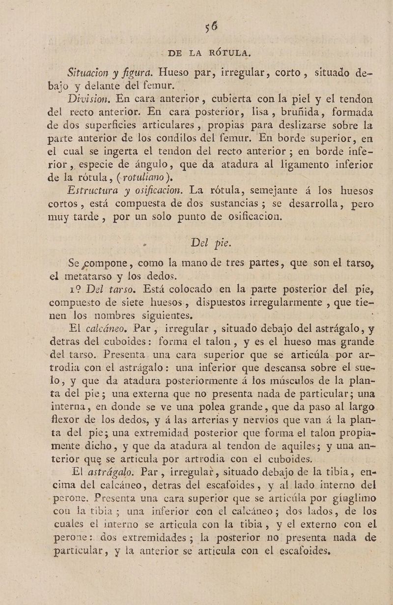$6 ¿DE LA RÓTULA. Situacion y figura. Hueso par, irregular, corto , situado de- bajo y delante del femur. Division, En cara anterior, cubierta con la piel y el tendon del recto anterior. En cara posterior, lisa, bruñida, formada de dos superficies articulares, propias para deslizarse sobre la parte anterior de los condilos del femur. En borde superior, en el cual se ingerta el tendon del recto anterior ; en borde infe- rior , especie de ángulo, que da atadura al ligamento inferior de la rótula, (rotuliano ). Estructura y osificacion. La rótula, semejante á los huesos cortos , está compuesta de dos sustancias ; se desarrolla, pero muy tarde , por un solo punto de osificacion. , Del pie. Se gompone , como la mano de tres partes, que son el tarso, el metatarso y los dedos. 12 Del tarso. Está colocado en la parte posterior del pie, compuesto de siete huesos, dispuestos Irregularmente , que tie- nen los nombres siguientes. : El calcáneo. Par , irregular , situado debajo del astrágalo, y detras del cuboides: forma el talon, y es el hueso mas grande del tarso. Presenta. una cara superior que se articúla por ar- trodia con el astrágalo: una inferior que descansa sobre el sue- lo, y que da atadura posteriormente á los músculos de la plan- ta del pie; una externa que no presenta nada de particular; una interna, en donde se ve una polea grande, que da paso al largo flexor de los dedos, y á las arterias y nervios que van á la plan- ta del pie; una extremidad posterior que forma el talon propia- mente dicho, y que da atadura al tendon de aquiles; y una an- terior que se articula por artrodía con el cuboides. El astrágalo. Par, irregular, situado debajo de la tibia, en= cima del calcáneo, detras del escafoides, y al lado interno del -perone. Presenta una cara superior que se articúla por gíuglimo con la tibia; una inferior con el calcáneo; dos lados, de los cuales el interno se articula con la tibia, y el externo con el perone: dos extremidades ; la posterior no presenta nada de particular, y la anterior se articula con el escafoides.