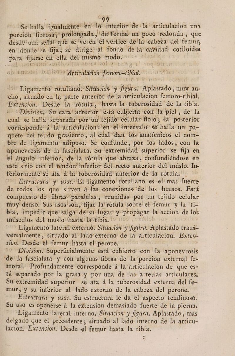 9 Se” halla igualmente” en lo interior de la' articulacion una porción fibiosa; “prolobgada,' de' forma un poco redonda , que desde uta señál qee sé ve: en el vértice de la cabeza del femur, en donde se fija, se dirige al fondo de la cavidad cotiloides pe Ei en Ge pi mismo modo. | LLOSA 271 EN PO ESEIFTDA y 08 priote DIDIE019 Arricudadion femoro-ribal Ligamento rotuliano.* Sitilación y Rda: iii, muy an- cho, situado en la parte anterior de la articulacion femoro-tibial. Extension. Desde la “rótula, hasta la tuberosidad de la tibia. Division. 'Su cara' anterior” está” cubierta con ¿la piel, de la cual se halla* separada por un tejido” “celulár flojo; la posterior corresponde 4 la'articulacion*'en el intervalo” se” halla un pa- quete del tejido grasiénto, al cual dai los anatómicos el nom- bre de ligamento adiposo. Se confunde, por los lados, con la aponevrosis de la fascialata. Su extremidad superior se fija en el ángulo inferior, de la rótula que' abraza, confundiéndose en este sitio con el tendon' inferior del irecto anterior del múslo. In- feriormente Se áta 4 la tuberosidad anterior de la rótula. Estructura y usos: El ligamento rotuliano es el mas fuerte de todos los que sirven á las conexiones de los huesos. Está compuesto de fibras paralelas , reunidas por un tejido celular muy deriso. Sus usos'son, fijar la' rótula sobre' el'femur y la ti- bia, impedir que salga” de su lugar y propagar le accion de ba músculos del imuslo 'hasta la tibia. : Ligamento lateral externo; Situación y figura. Apintrádo trans= versalmente, situado al lado externo de la articulacion. Exterr- sion. Desde él femur hasta el' perone. Y Diviston. Superficialmente está cubierto con la aponevrosis de la fascialata y con algunas fibras de la porcion external fe- moral. Profundamente corresponde á la 'articulacion de que es- tá separado por la grasa y por una de las arterías articulares, Su extremidad superior se ata á la tuberosidad externa del fe- mur, y su inferior al lado externo de la cabeza del perone. Estructura y usos. Su estructura le da el aspecto tendinoso. Su uso es oponerse á la extension demasiado fuerte de la pierna, Ligamento lareral interno. Situacion y fi ¡gura, Aplastado, mas delgado que el precedente; situado al lado interno de la articu- lacion. Extension. Desde el femur hasta la tibia.