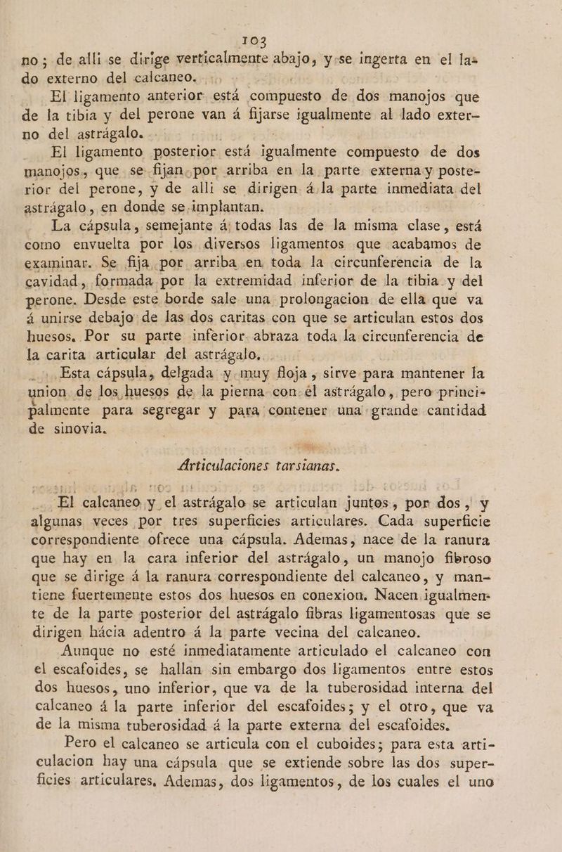 no ; de alli se dirige verticalmente abajo, y «se ingrata en el las do CIDO del calcaneo. El ligamento anterior. está AO de dos manojos que de la tibia y del perone van á Pess igualmente al lado exter- no del astrágalo. El ligamento posterior está pales compuesto de dos manojos., que se fijan. por arriba en la parte externa y poste- rior del perone, y de alli se dirigen á.la parte inmediata del astrágalo , en donde se. implantan. | | | La cápsula, semejante á: todas las de la misma clase, está como envuelta por los diversos ligamentos que - “acabamos de examinar. Se fija por arriba en toda la circunferencia de la cavidad, formada por la extremidad inferior de la tibia: y del perone. E este borde sale una prolongación de ella que va á unirse debajo: de las dos caritas con que se articulan estos dos huesos. Por su parte inferior. abraza toda la circunferencia de la carita articular del astrágalo, Esta cápsula, delgada y muy floja , sirve para mantener la nion de los huesos de la pierna con él astrágalo, pero princi- palimmente para segregar y para contener una grande cantidad de sinovia. - As Articulaciones tarsianas. El calcaneo y el astrágalo se articulan juntos, por dos , y algunas veces por tres superficies articulares. Cada superficie correspondiente ofrece una cápsula. Ademas, nace de la ranura que hay en la cara inferior del astrágalo, un manojo fibroso que se dirige á la ranura correspondiente del calcaneo, y man- tiene fuertemente estos dos huesos en conexion. Nacen. igualmen- te de la parte posterior del astrágalo fibras ligamentosas que se dirigen hácia adentro á la parte vecina del calcaneo. Aunque no esté inmediatamente articulado el calcaneo con el escafoides, se hallan sin embargo dos ligamentos entre estos dos huesos, uno inferior, que va de la tuberosidad interna del calcaneo á la parte inferior del escafoides; y el otro, que va de la misma tuberosidad á la parte externa del escafoides. Pero el calcaneo se articula con el cuboides; para esta arti- culacion hay una cápsula que se extiende sobre las dos super- ficies: articulares, Ademas, dos ligamentos, de los cuales el uno